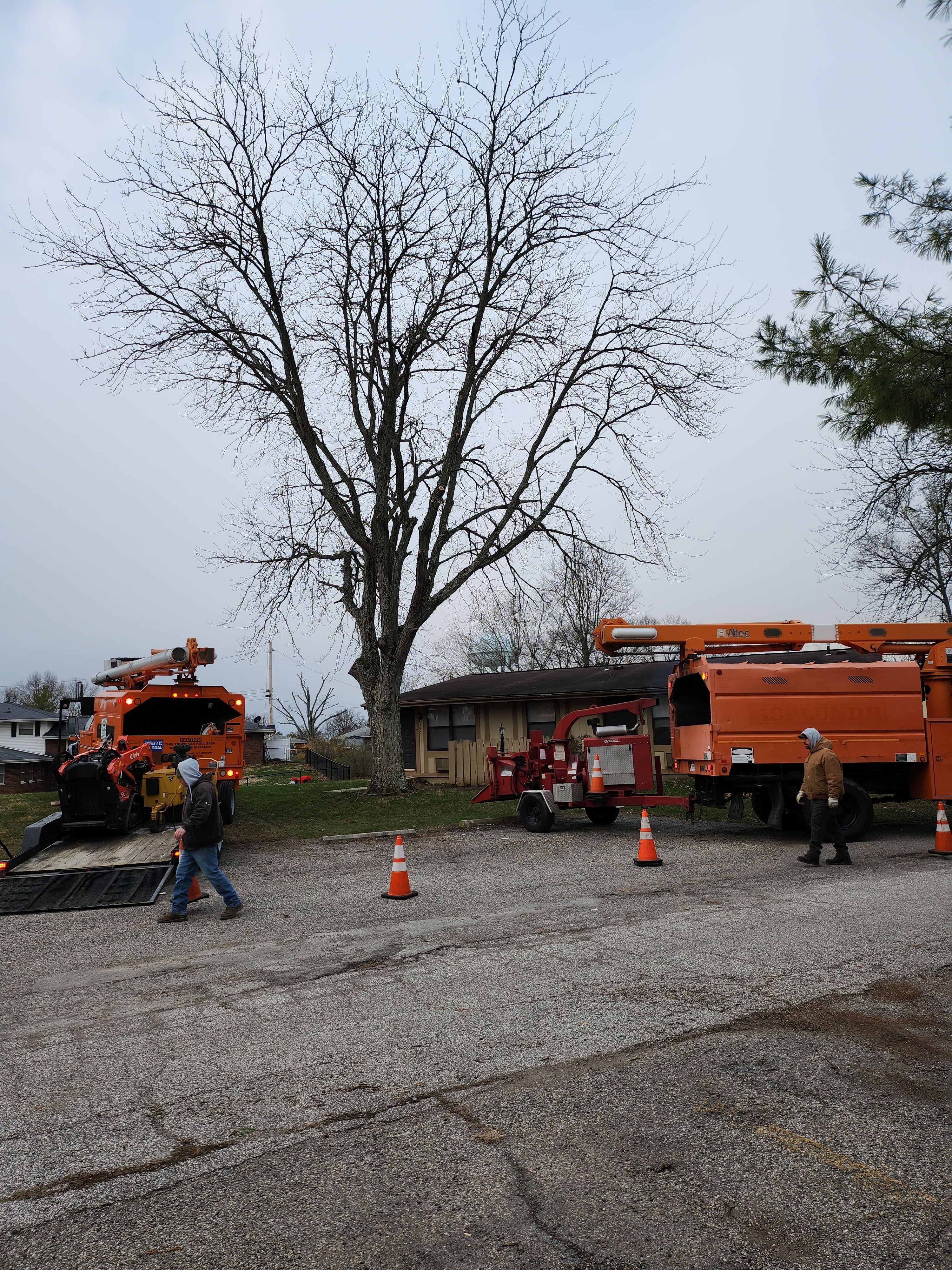  for Carpenter's Tree Service in Aurora, IN