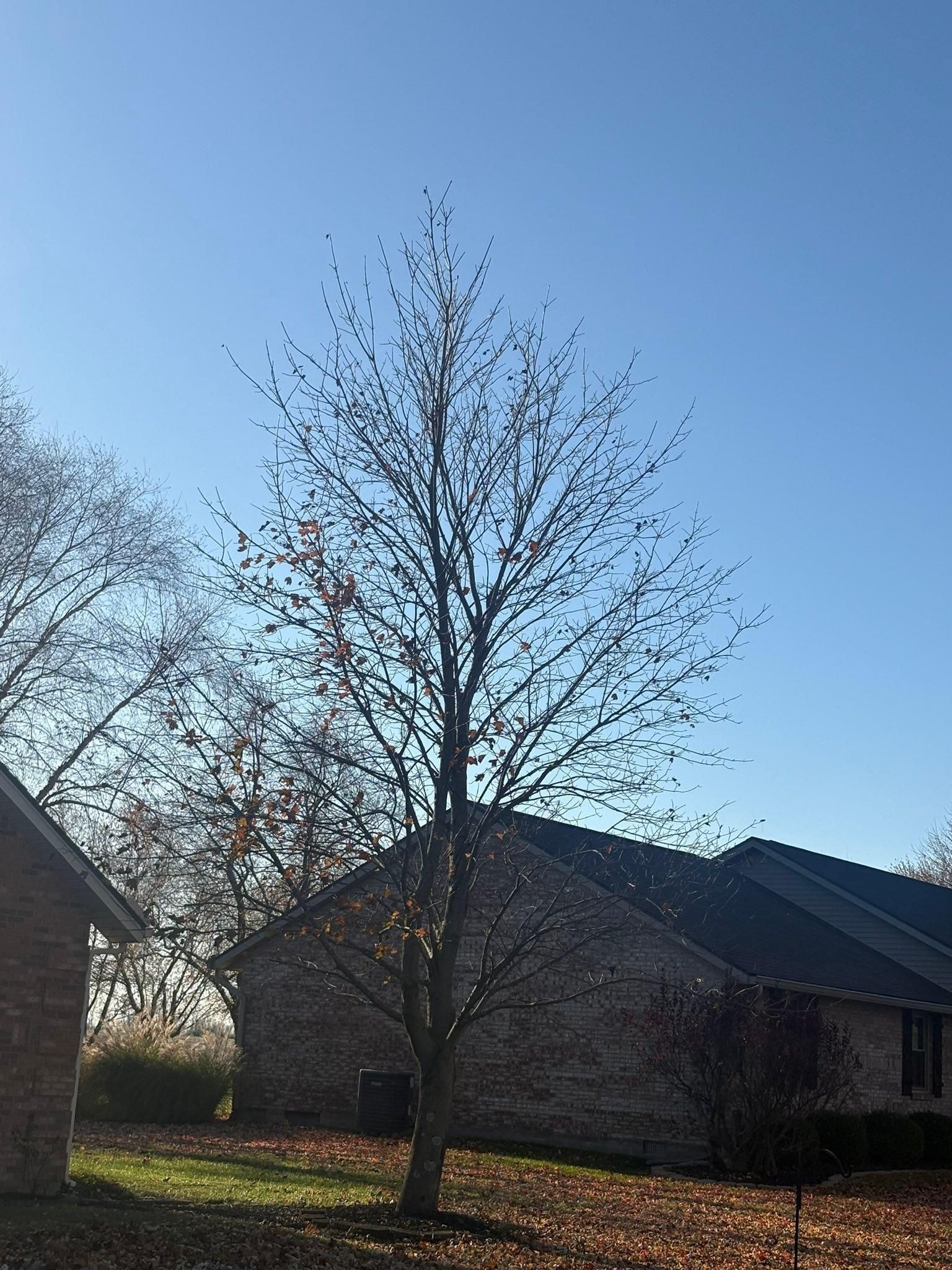  for Dig-It Tree Company in Mason, OH