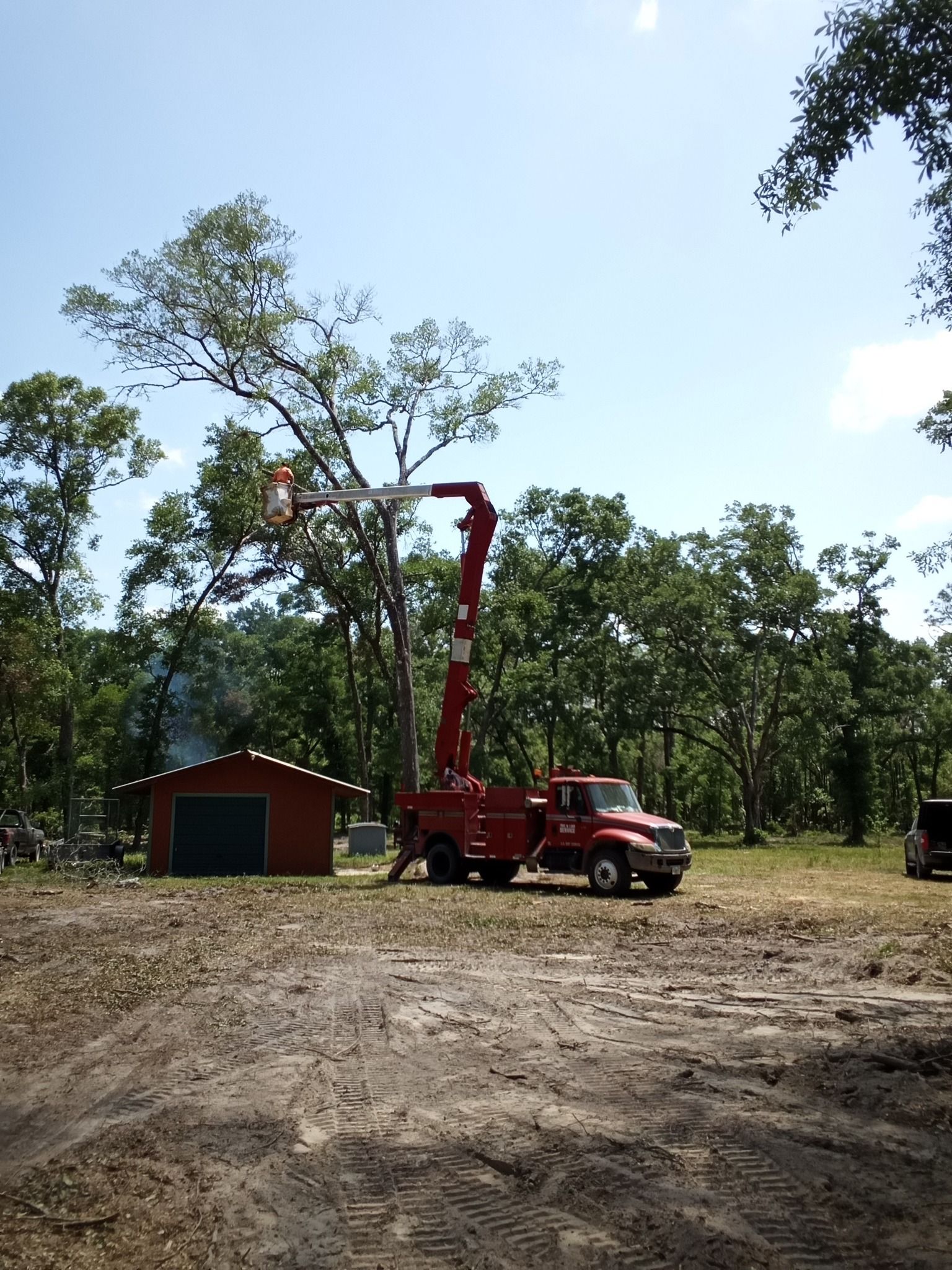 Tree Removal for Asbell's Tree & Land Services in Gilchrist County, FL