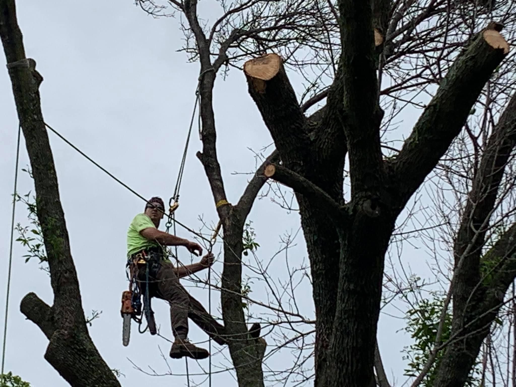  for TLC Professional Tree Service in Fort Worth, TX