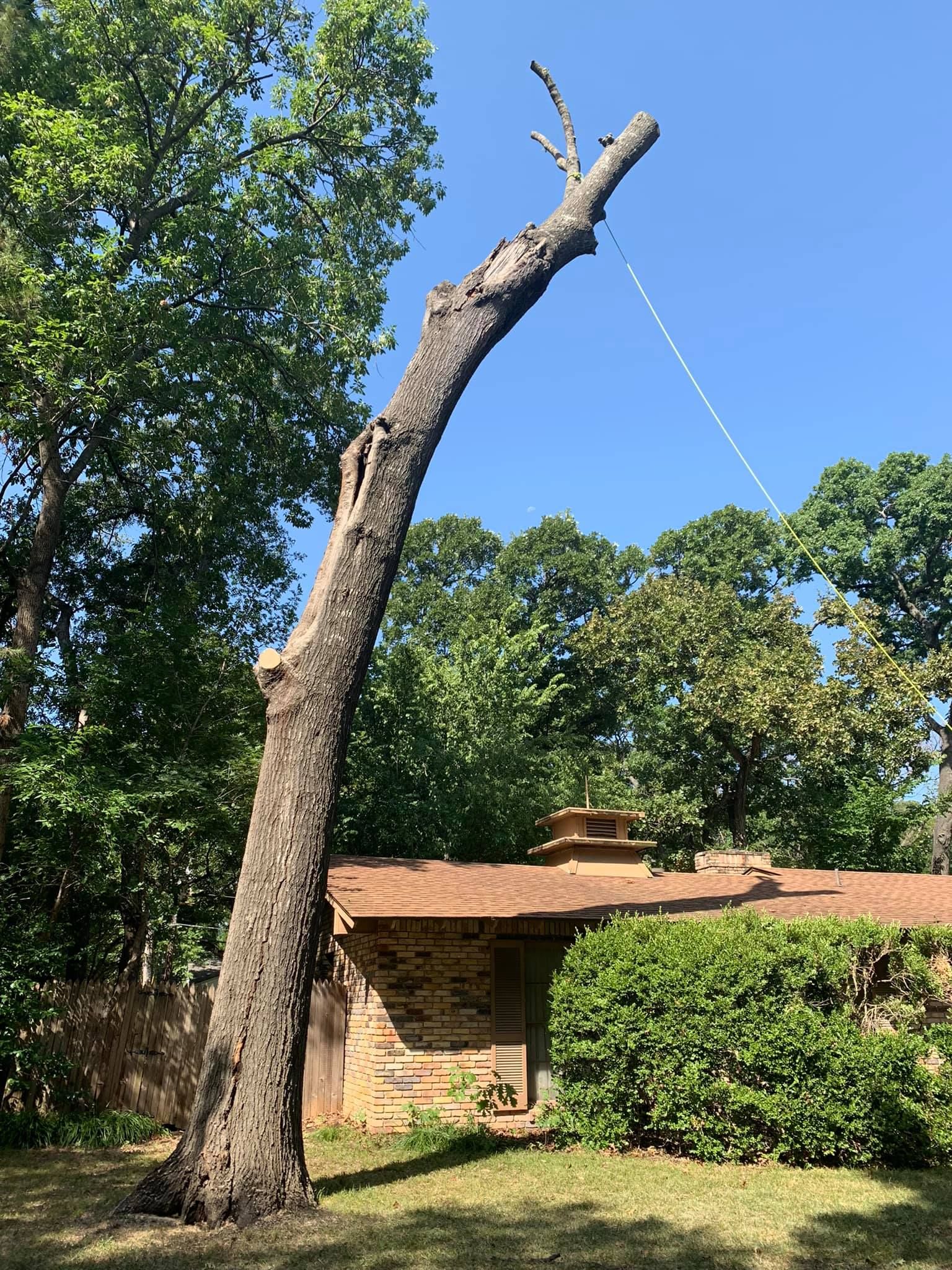  for TLC Professional Tree Service in Fort Worth, TX