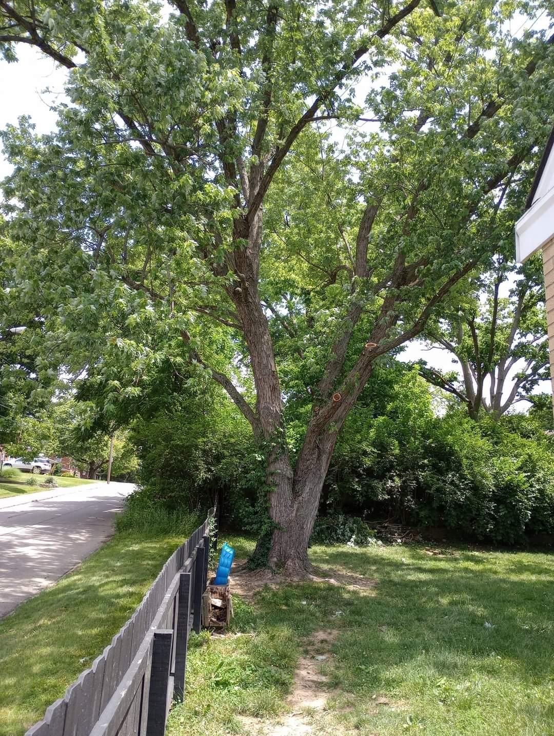  for Kingdom Tree Trimming and Removal LLC in Covington, KY