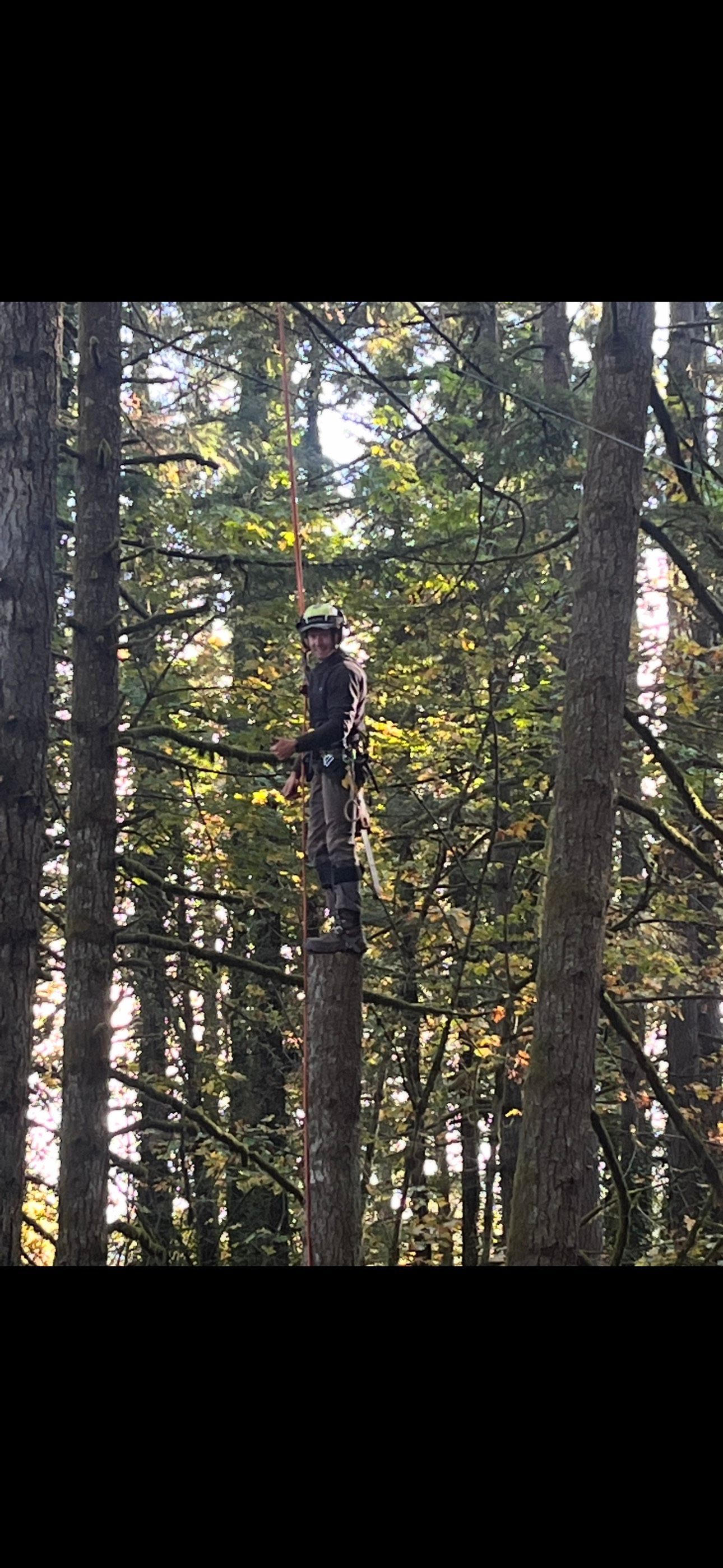 All Photos for Ascension Tree Care LLC in Yakima County, WA