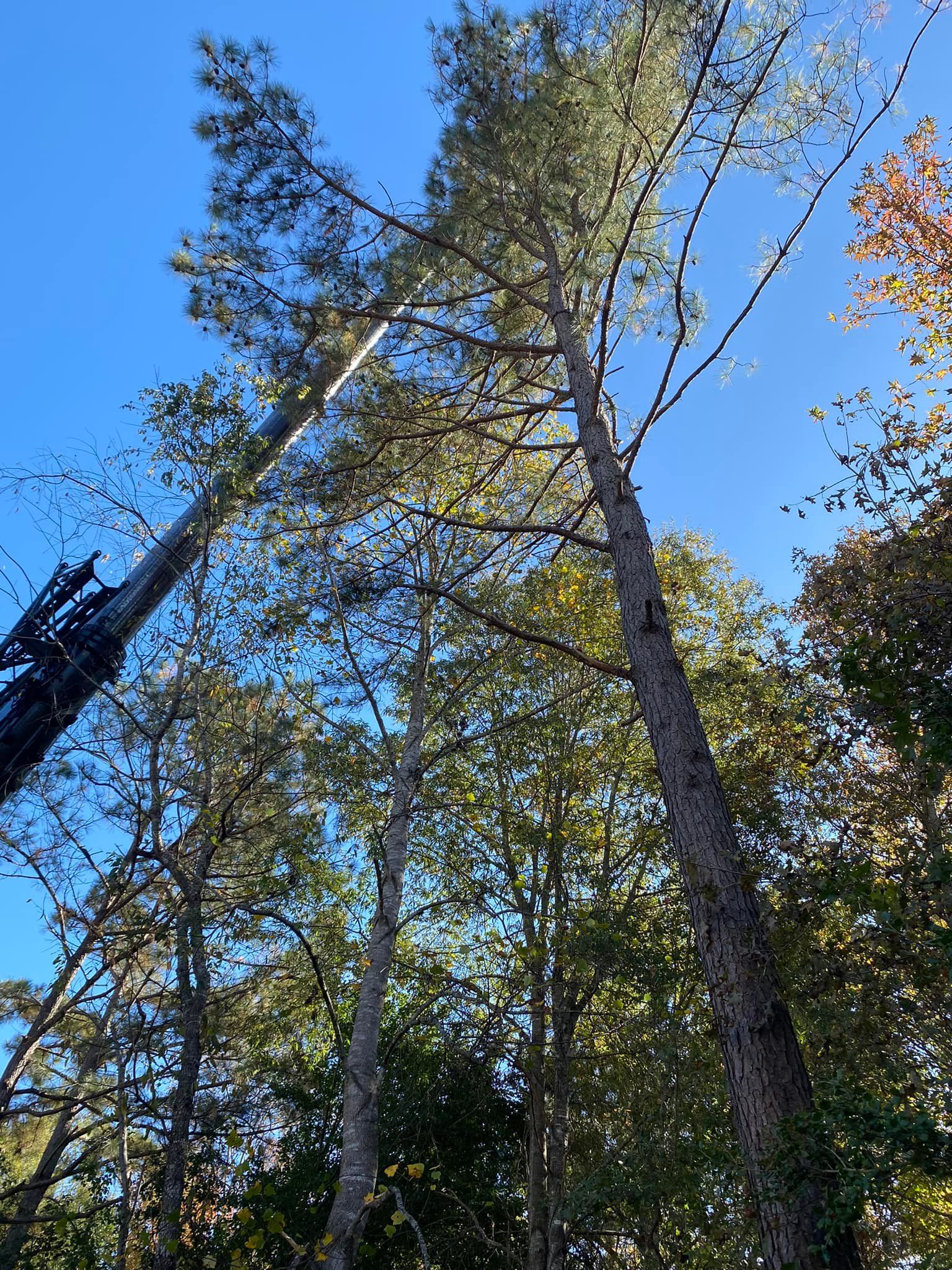 Tree Removal for MTJ Tree Removal LLC in Zebulon, NC