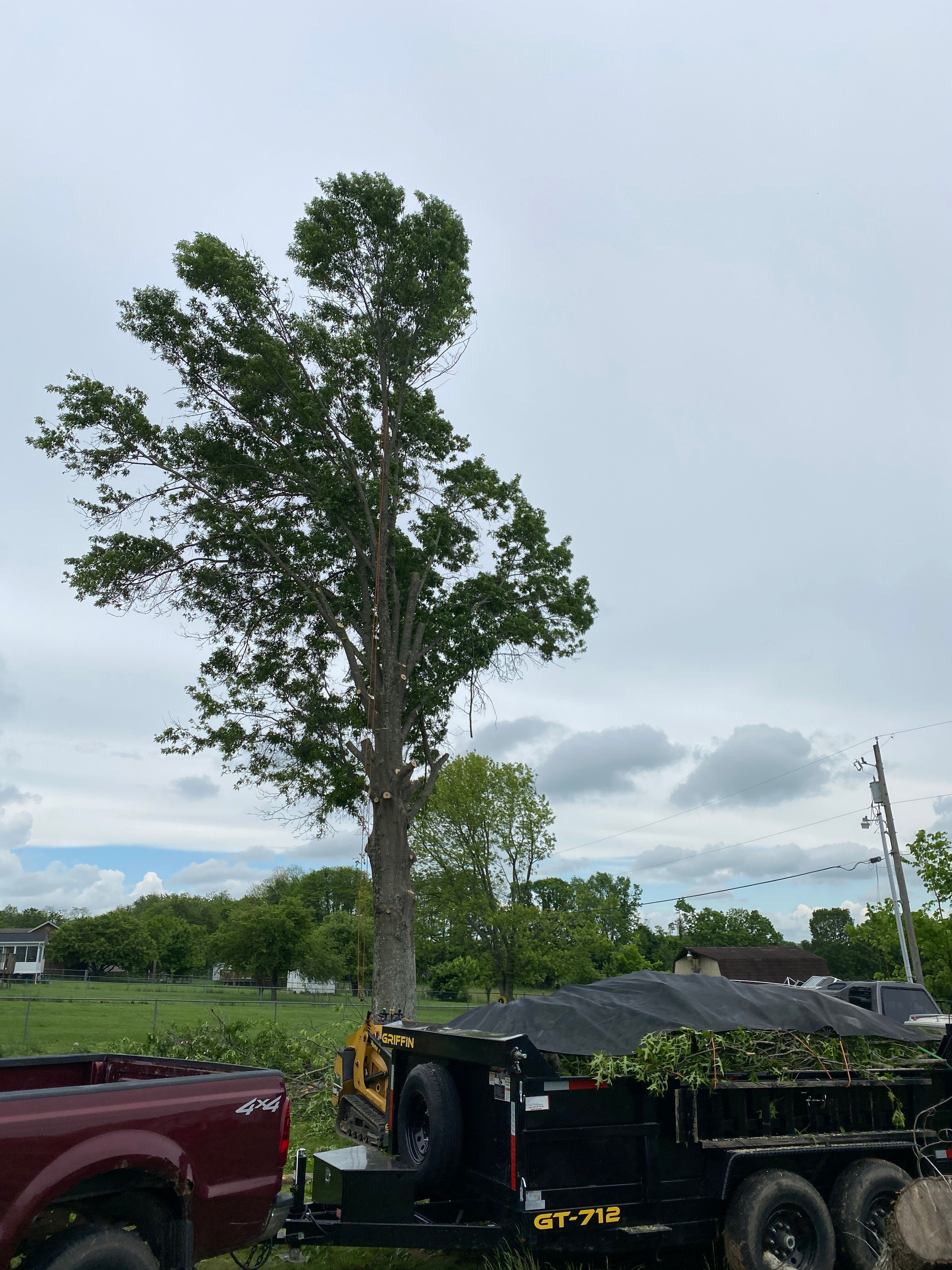 All Photos for Houtz Tree Service in Lexington, KY