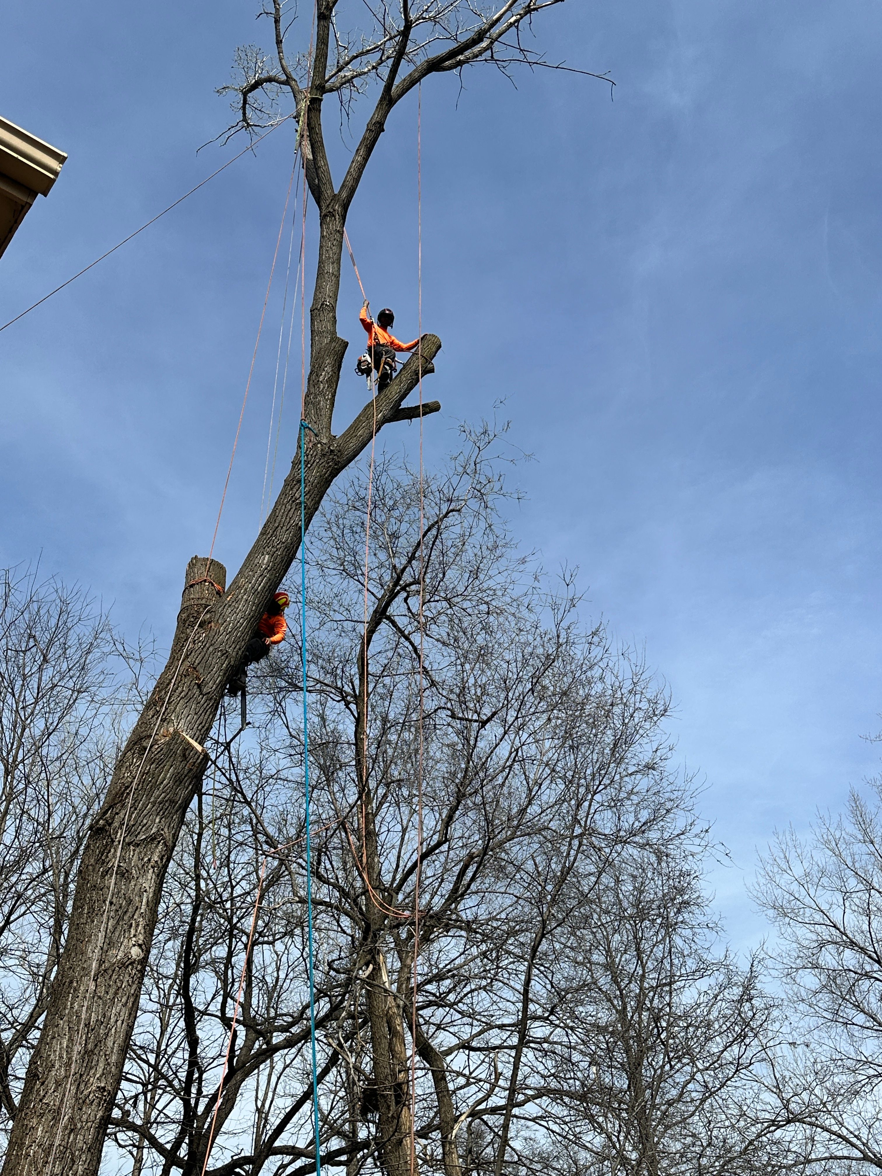 All Photos for Cross Family Tree Service in Kearney, MO