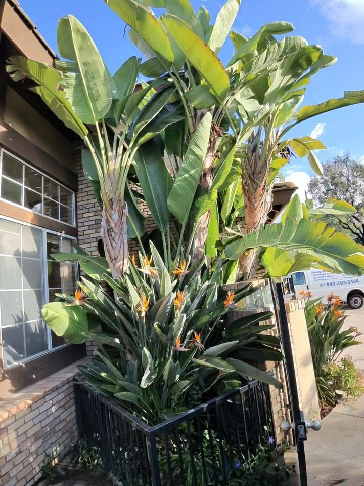  for Benito's Gardening in San Juan Capistrano, CA