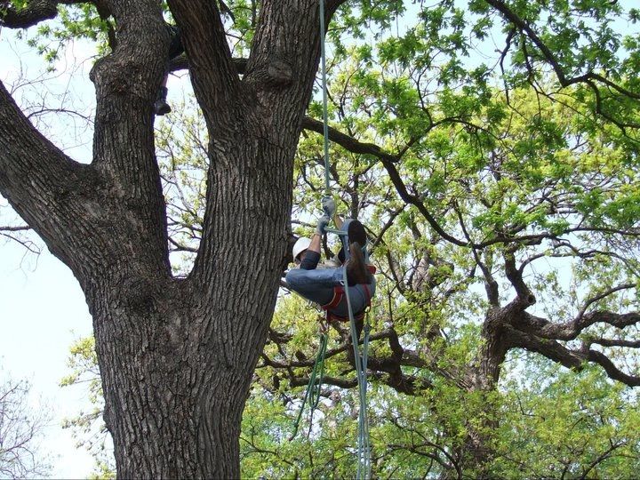  for TLC Professional Tree Service in Bedford, TX