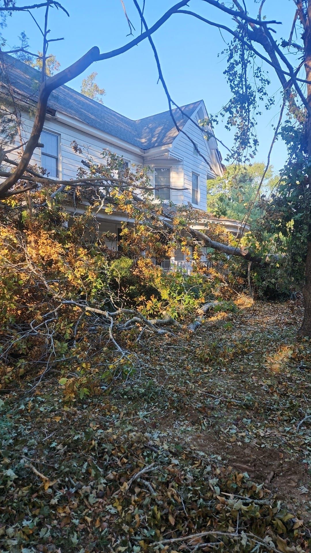 Tree Removal for Stumpbusters Tree Service in Louisa County, VA