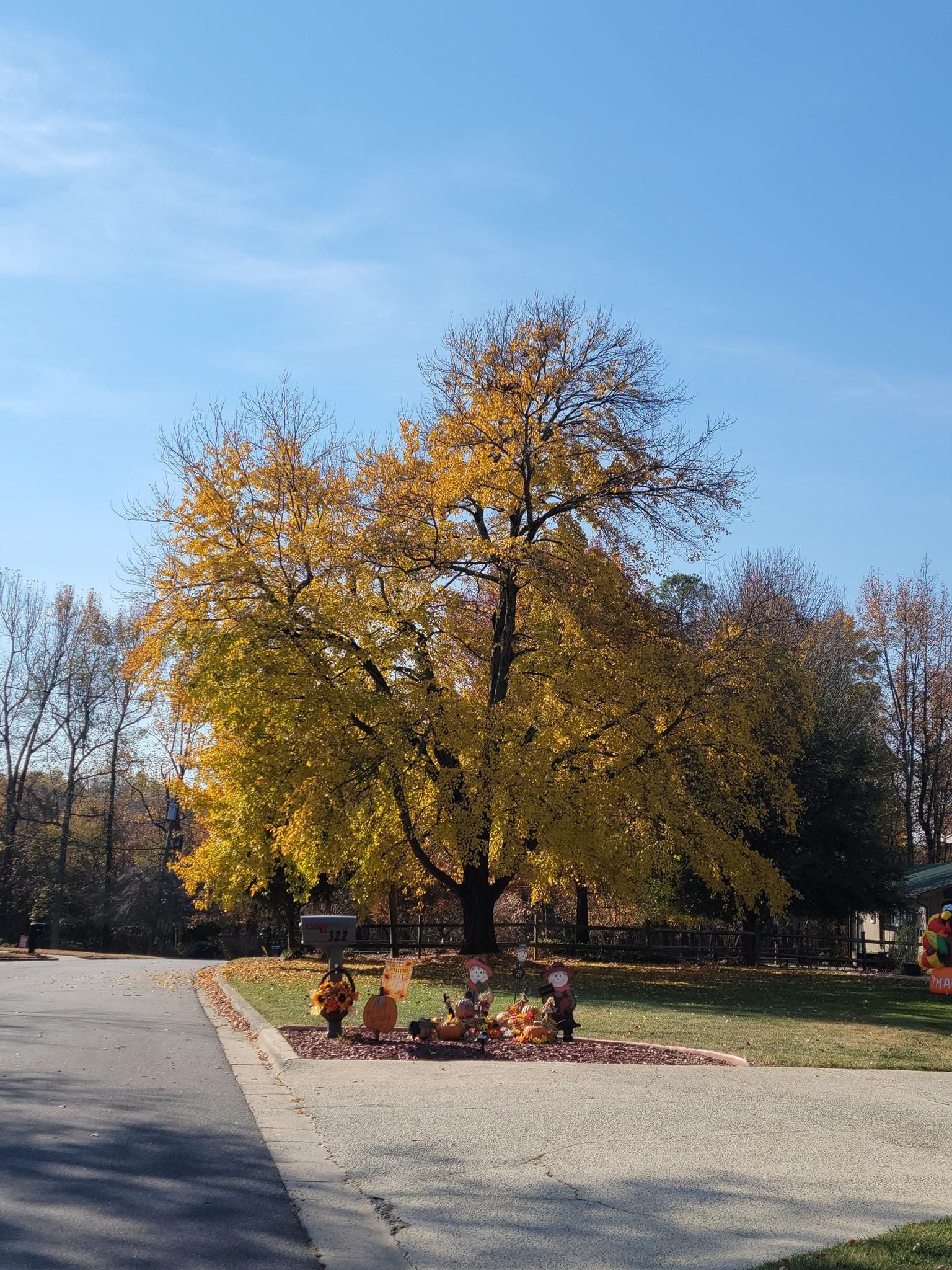  for Piedmont Lawn and Landscaping in Lexington, NC