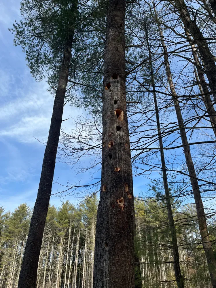 All Photos for Licensed to Cut Tree Service in Athens, PA