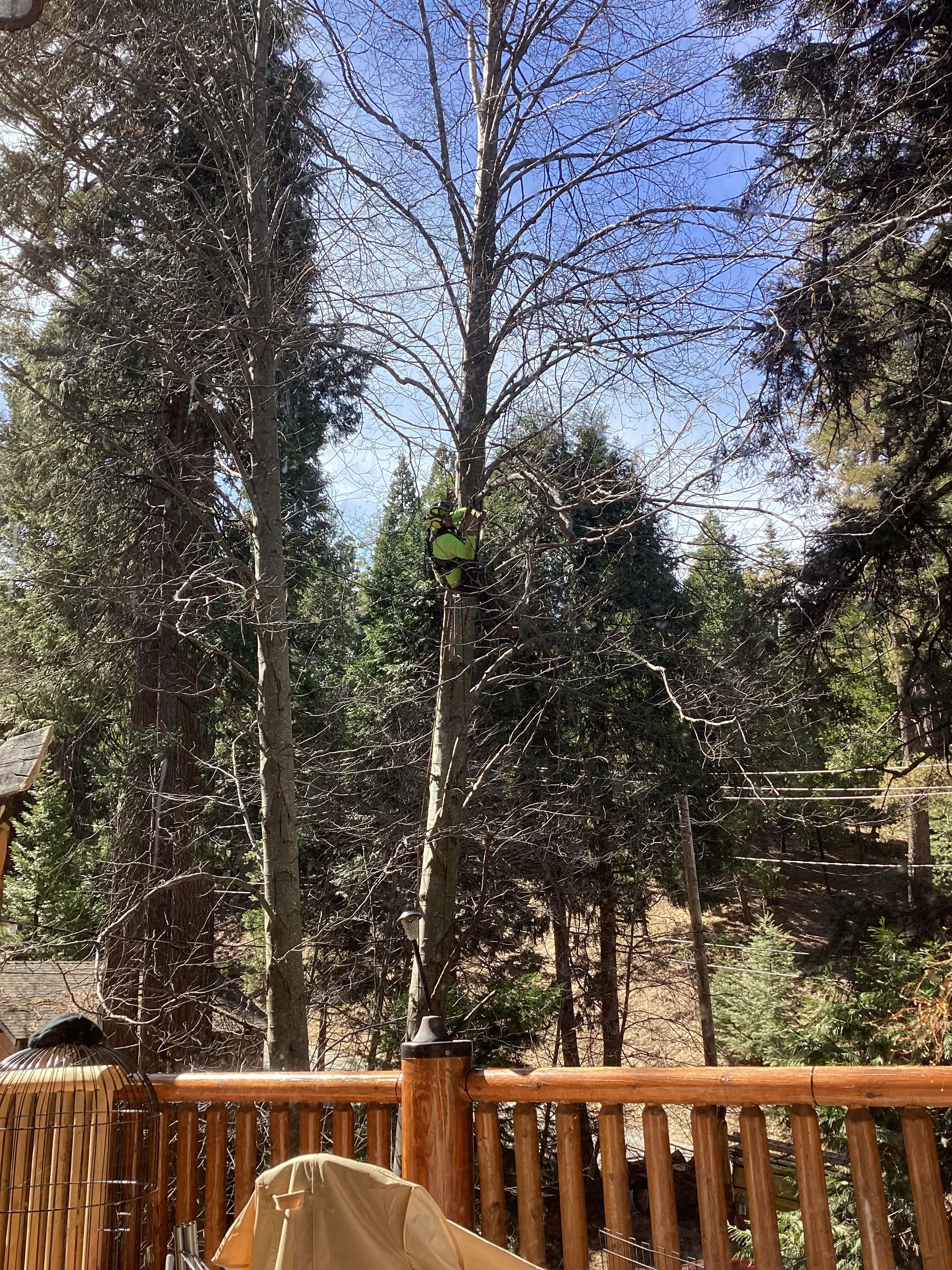  for Poseidon Valley Tree Service Corp in San Bernardino, CA