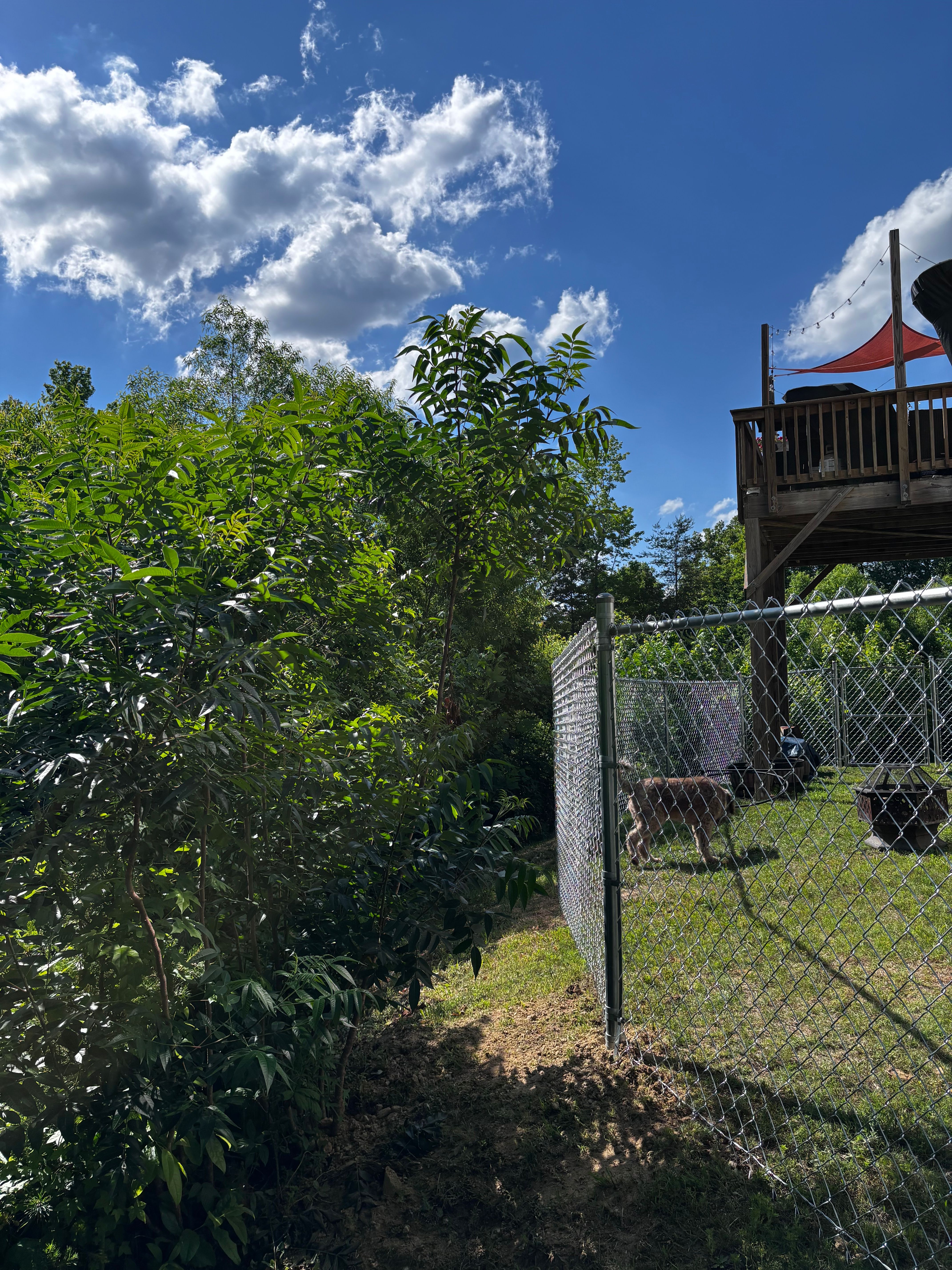  for Alpine Fence in Dahlonega, GA