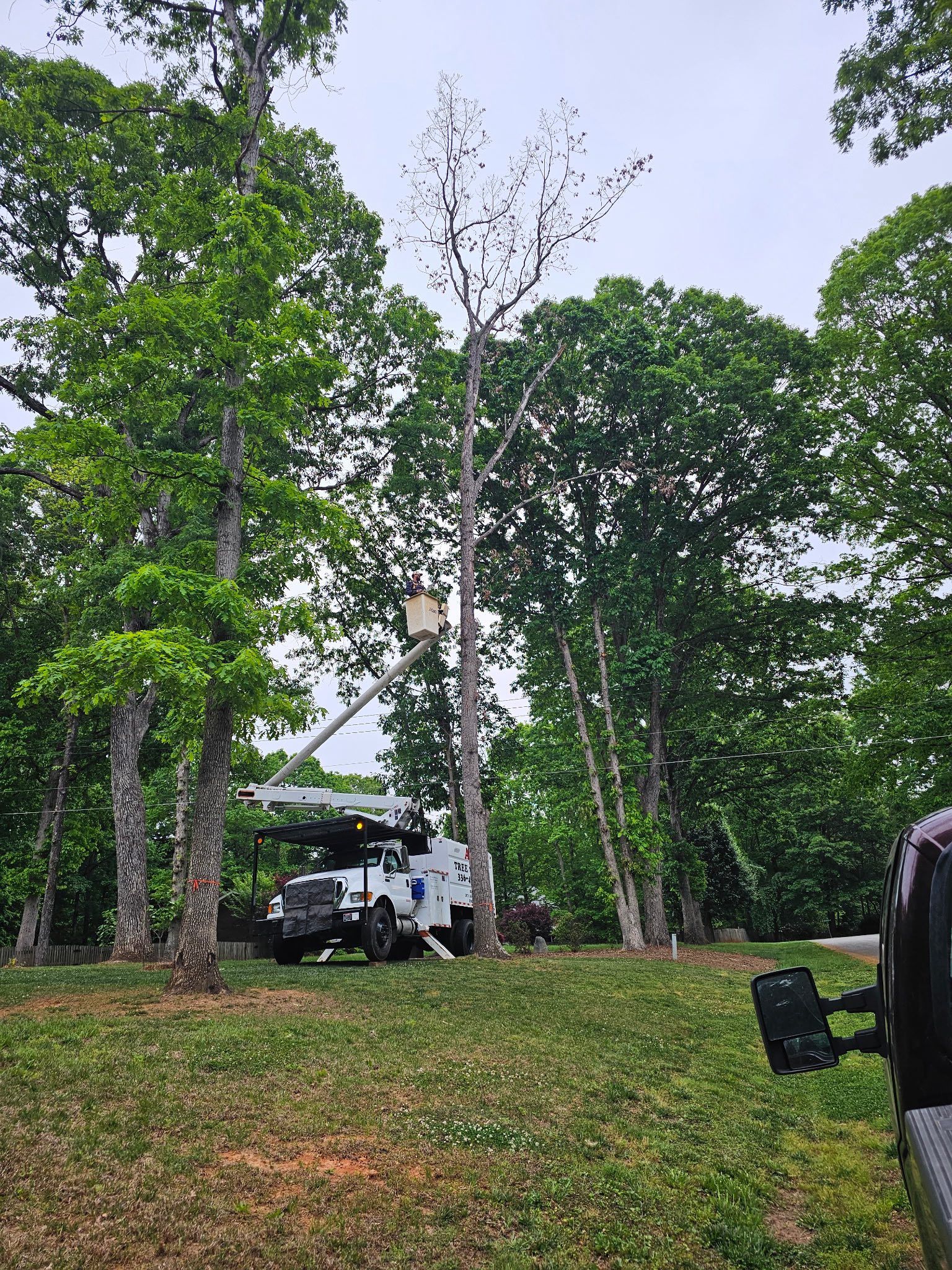  for ABC Tree Service in Dobson, NC