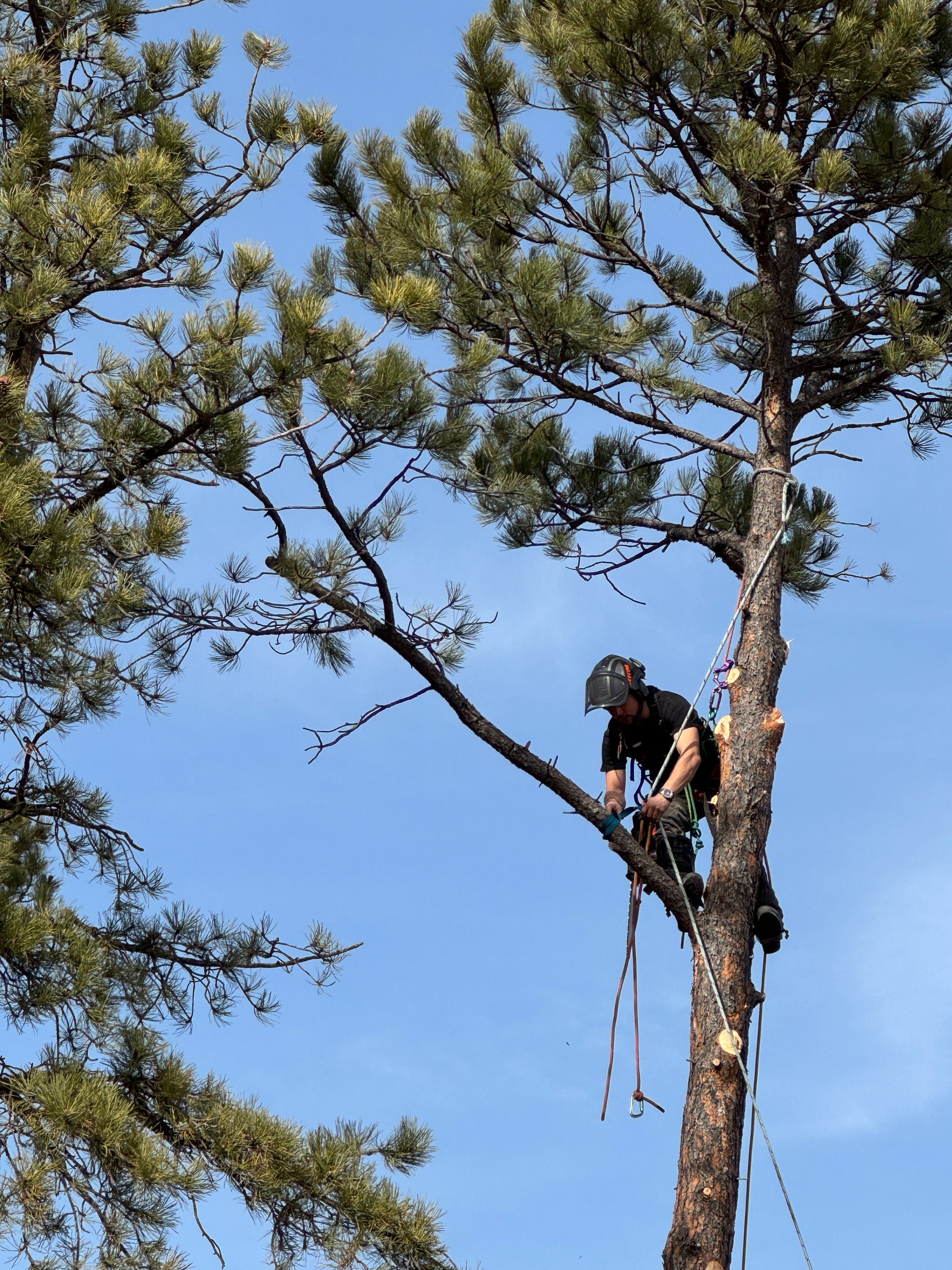  for Elevated Tree Care in Gillette, WY