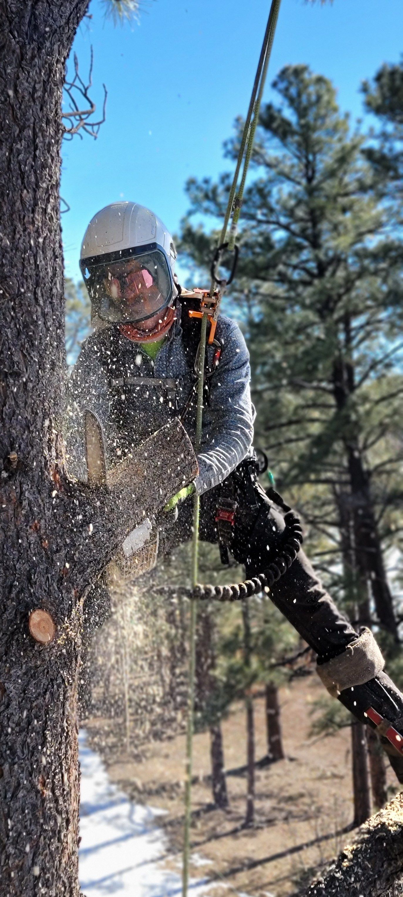  for StockPro Tree Specialists in Show Low, AZ