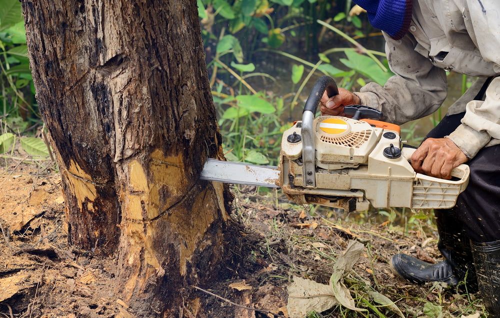 All Photos for Big Bear Tree Service in Newport News, VA