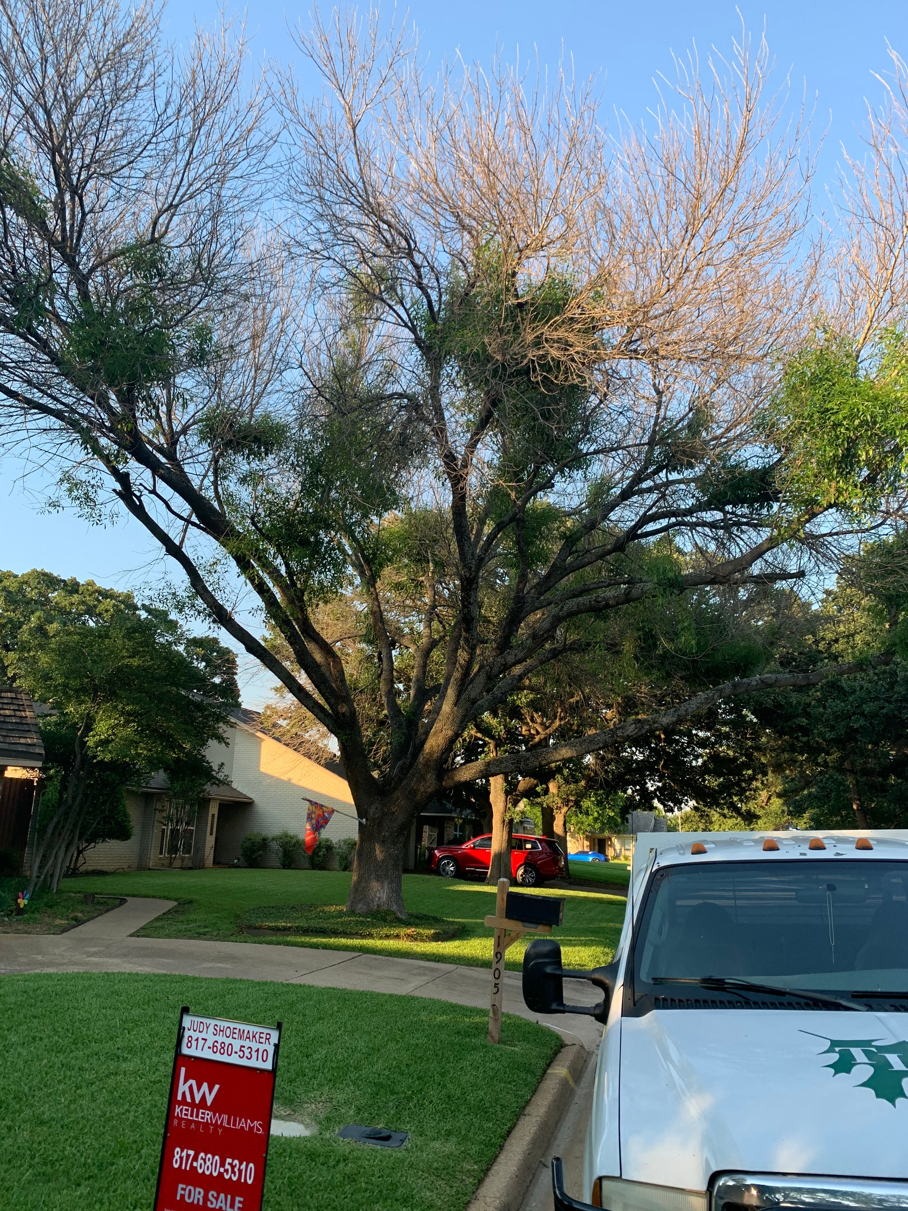  for TLC Professional Tree Service in Bedford, TX