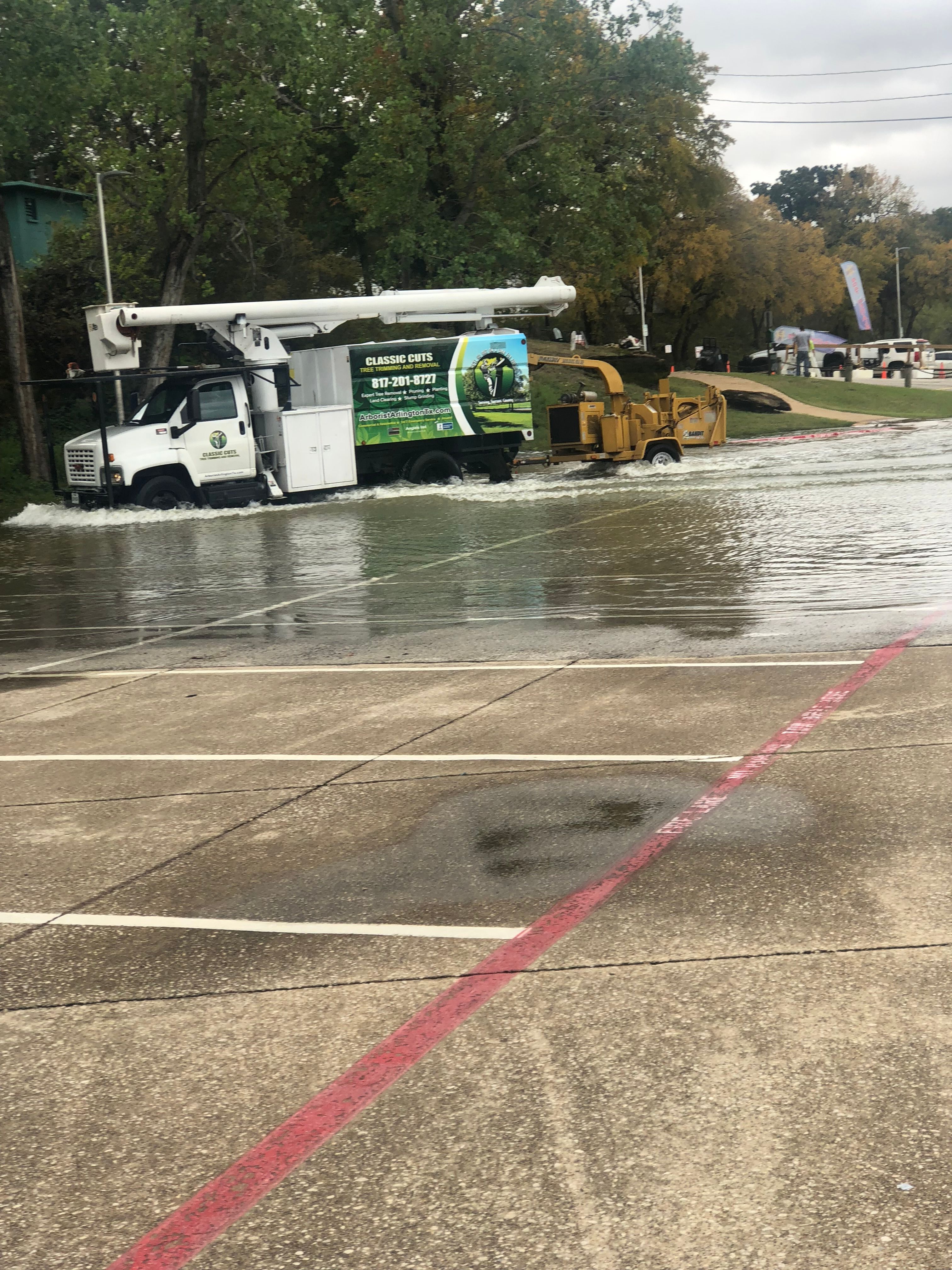  for Classic cut tree trimming and removal in Arlington, TX