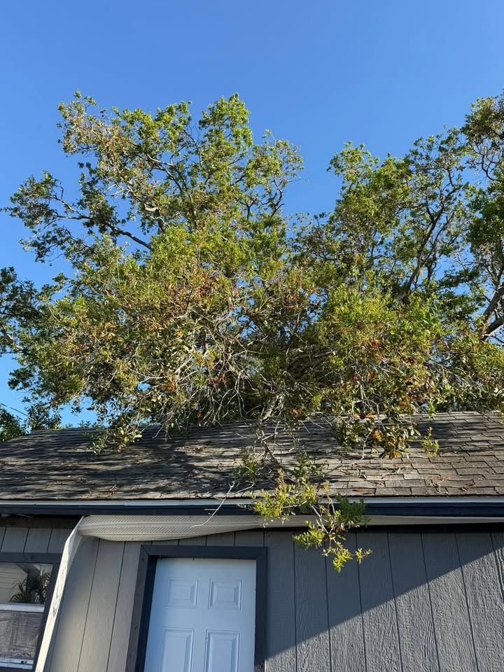  for Damian’s Tree Care in Sarasota, FL