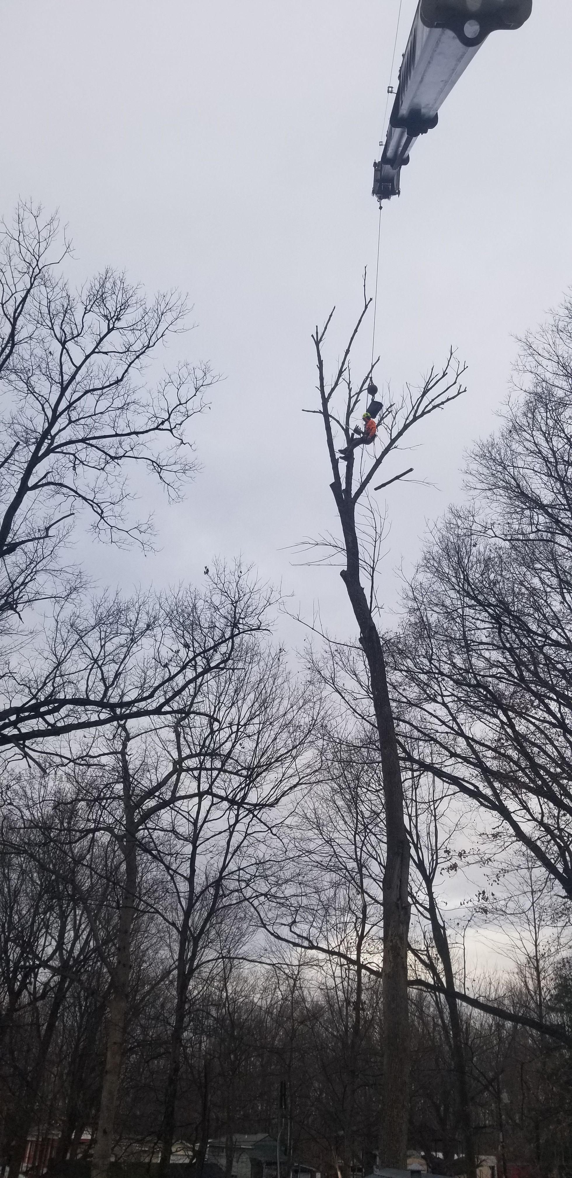  for Advanced Tree Solutions in Rockville, IN