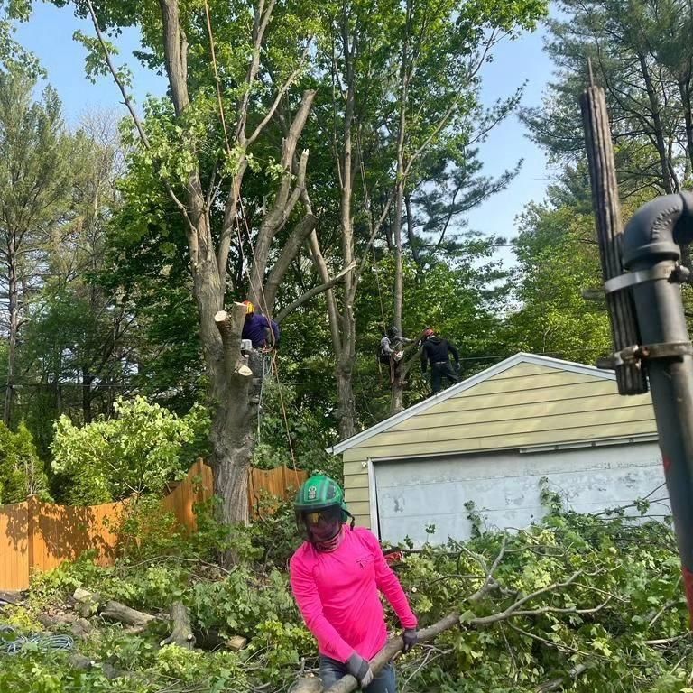  for Oakwood Tree Removal LLC in Oak Creek,  WI