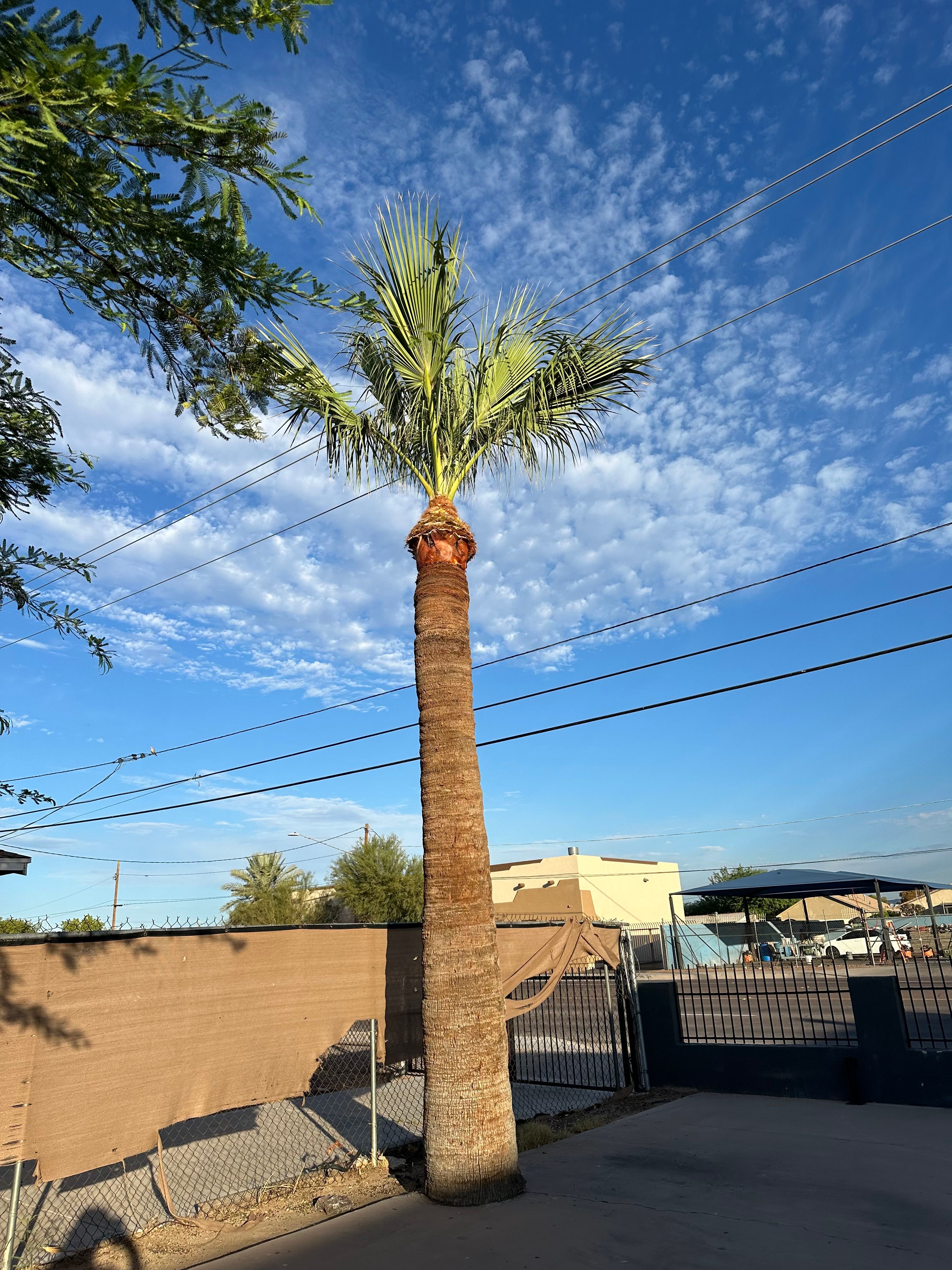  for OZ Landscape LLC in Surprise, AZ