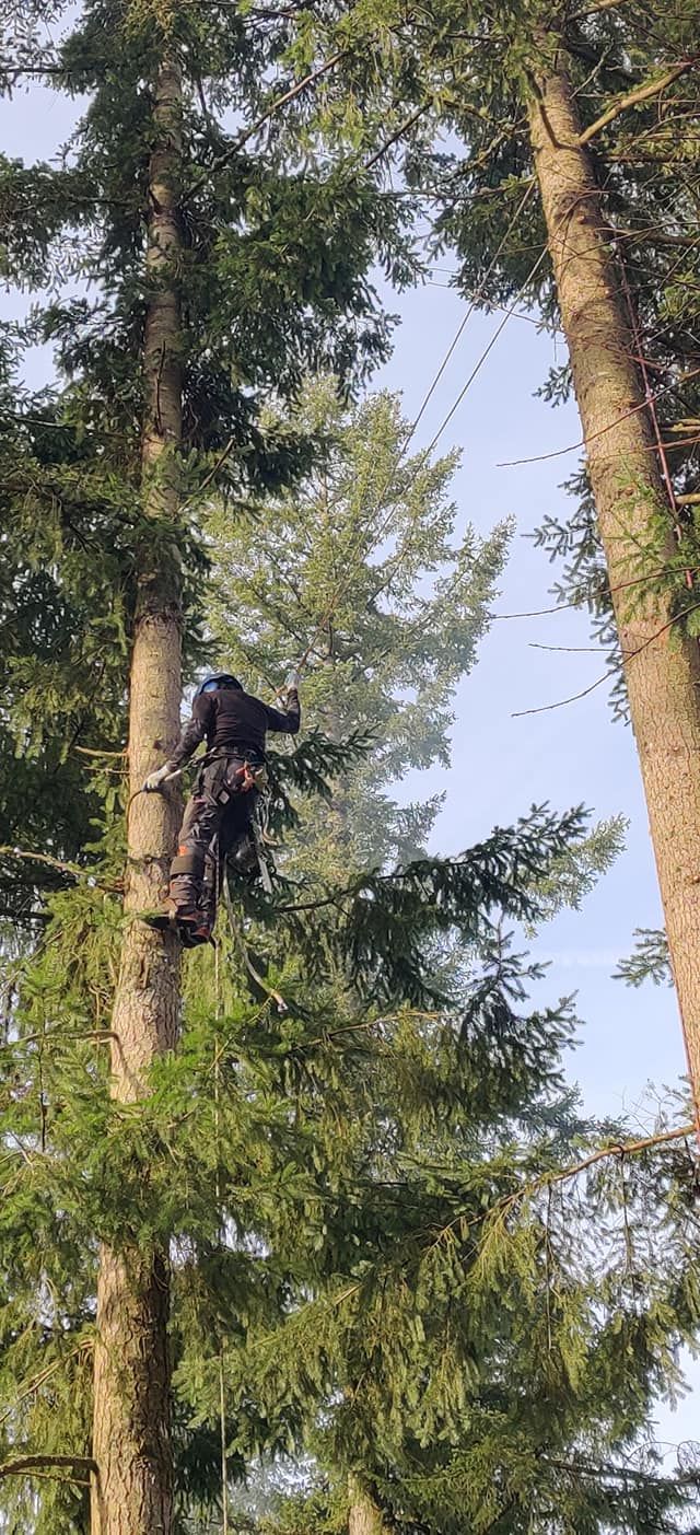 Tree Removal for A&J WA Tree Services in Kent, WA