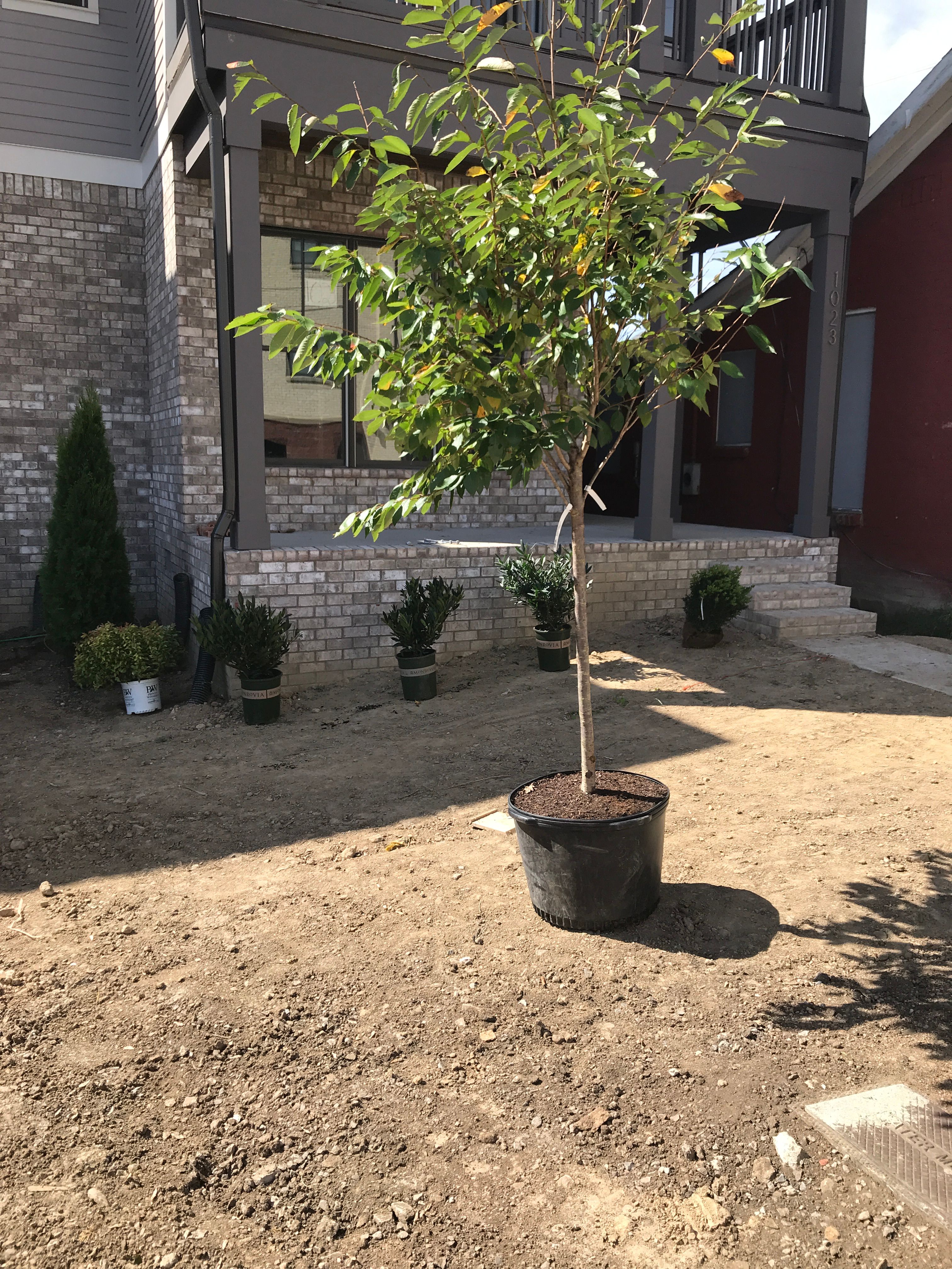  for Grass Management in Nashville, TN