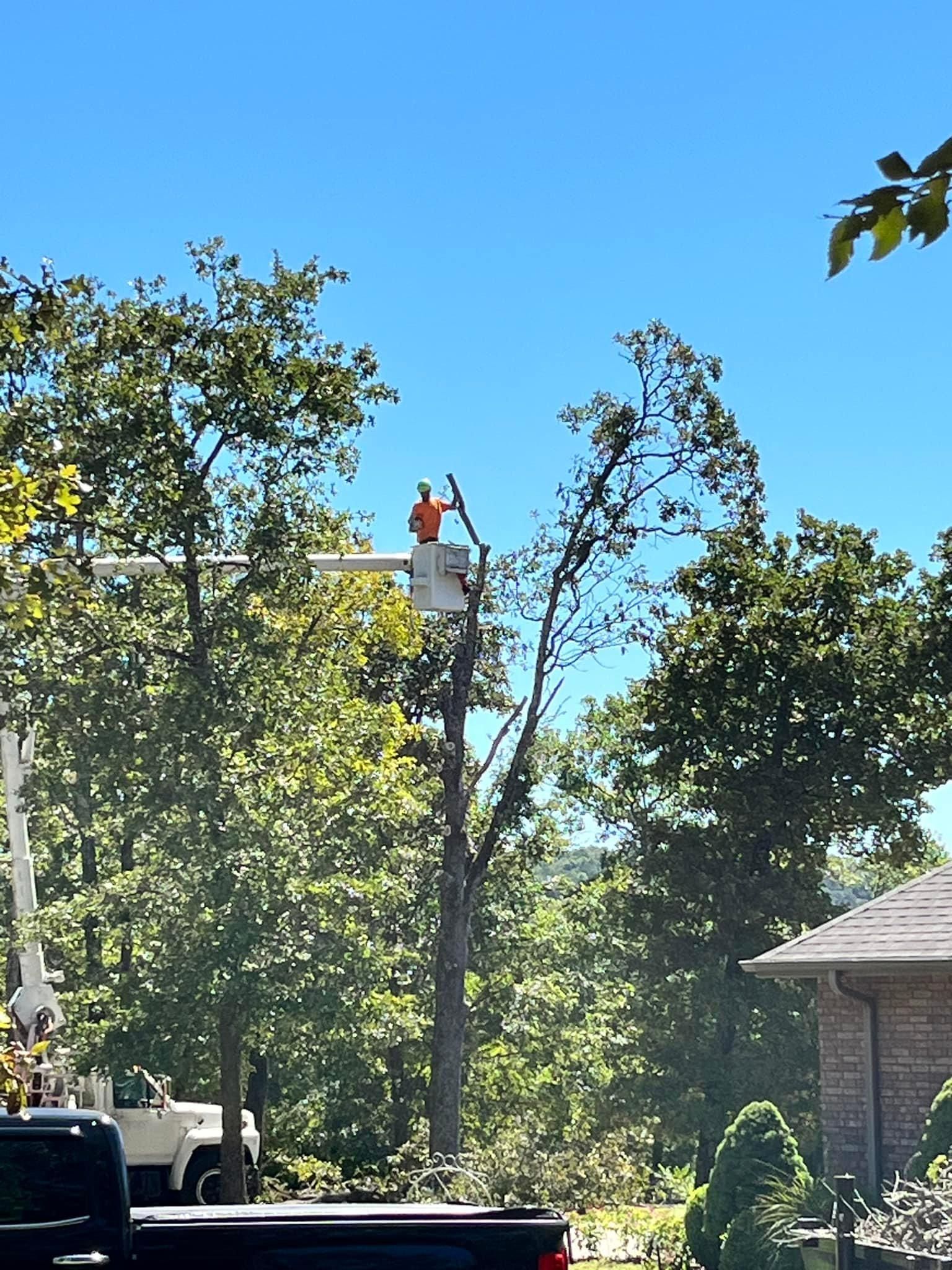  for H n H Tree Service in Taneyville, MO