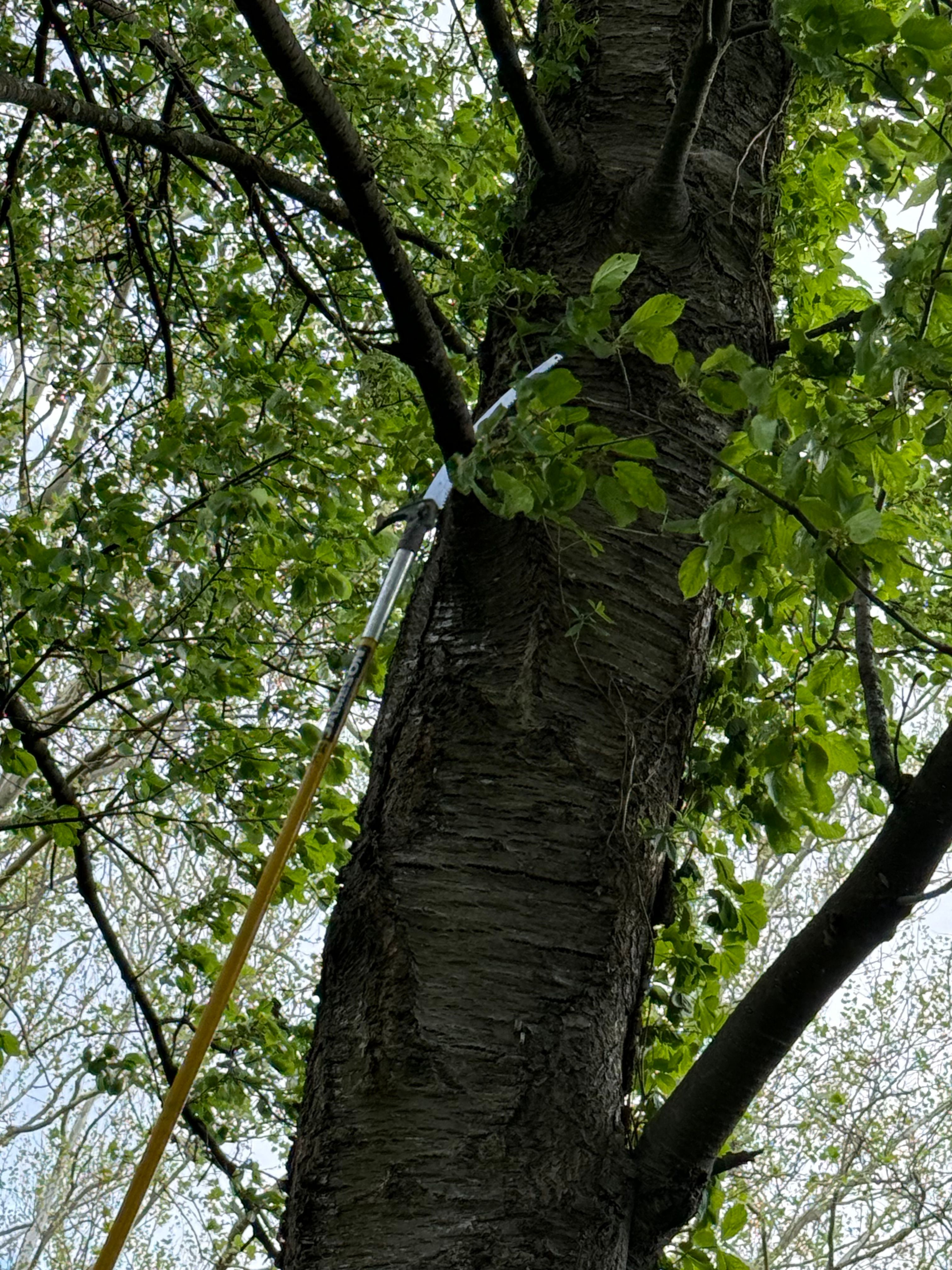 All Photos for Sterlings Tree Removal in Cobleskill, New York
