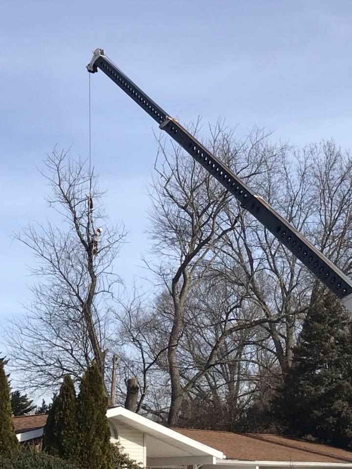  for Loockerman's Tree and Stump Removal in Dover, DE