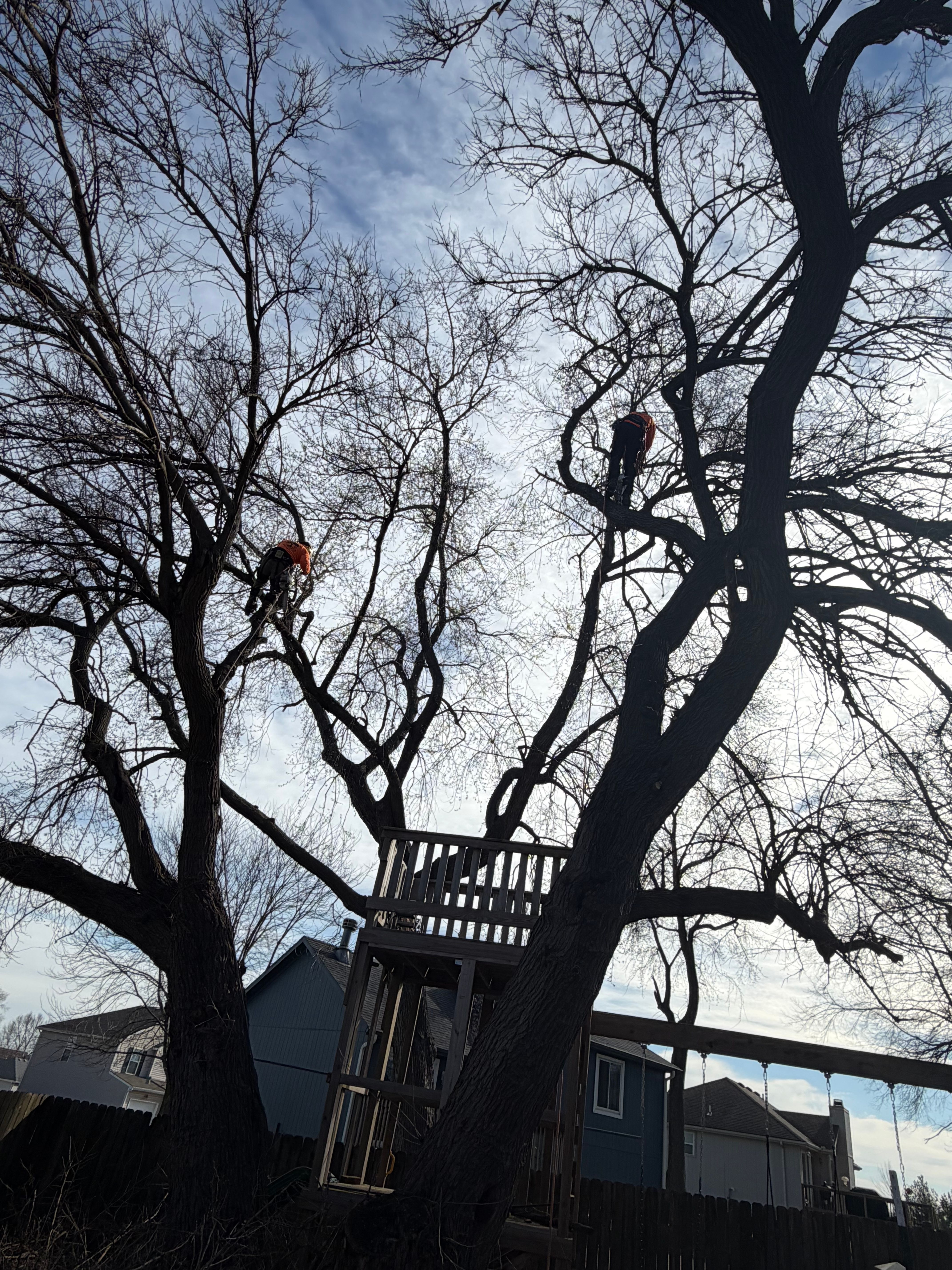 All Photos for Cross Family Tree Service in Kearney, MO