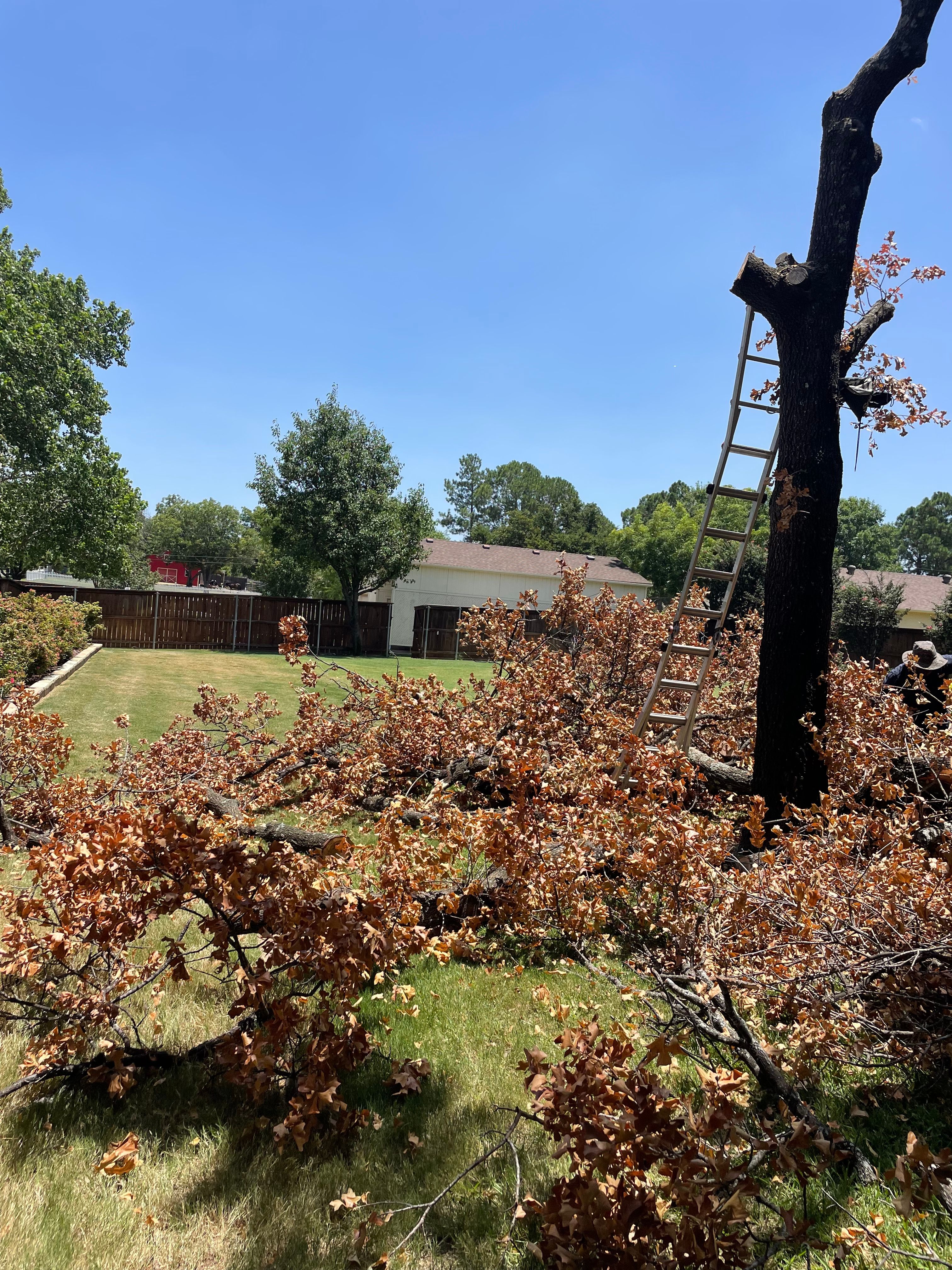  for E&D Landscape Services in Mansfield, TX