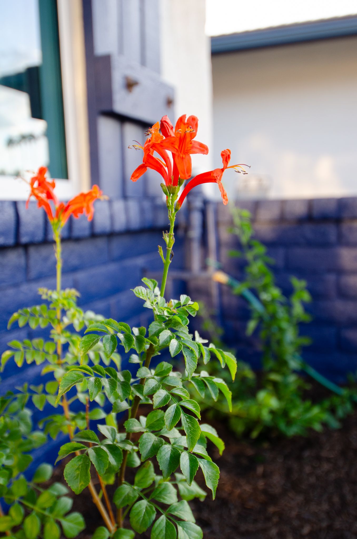 All Photos for Citiscapes, LLC in Phoenix, AZ