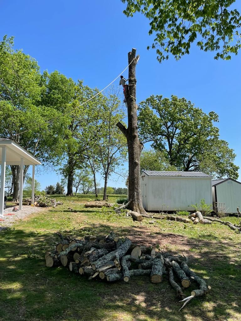 Tree Removal for Rosales Landscaping LLC in Lake Gaston, North Carolina