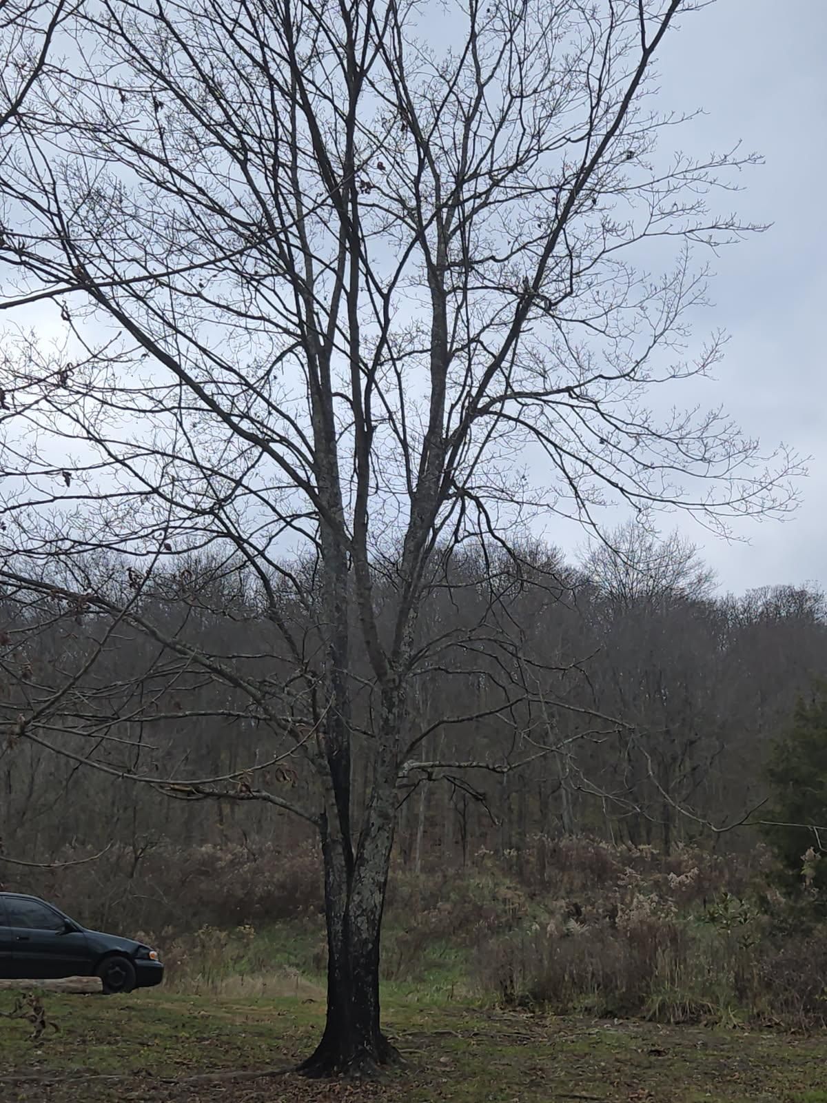  for Kingdom Tree Trimming and Removal LLC in Covington, KY