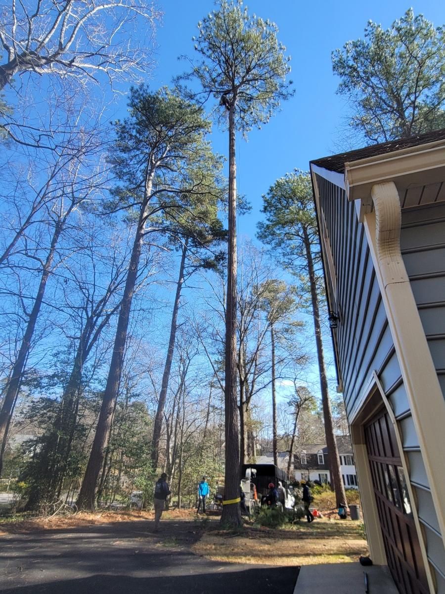  for Integrity Tree and Landscaping in Lynchburg, VA