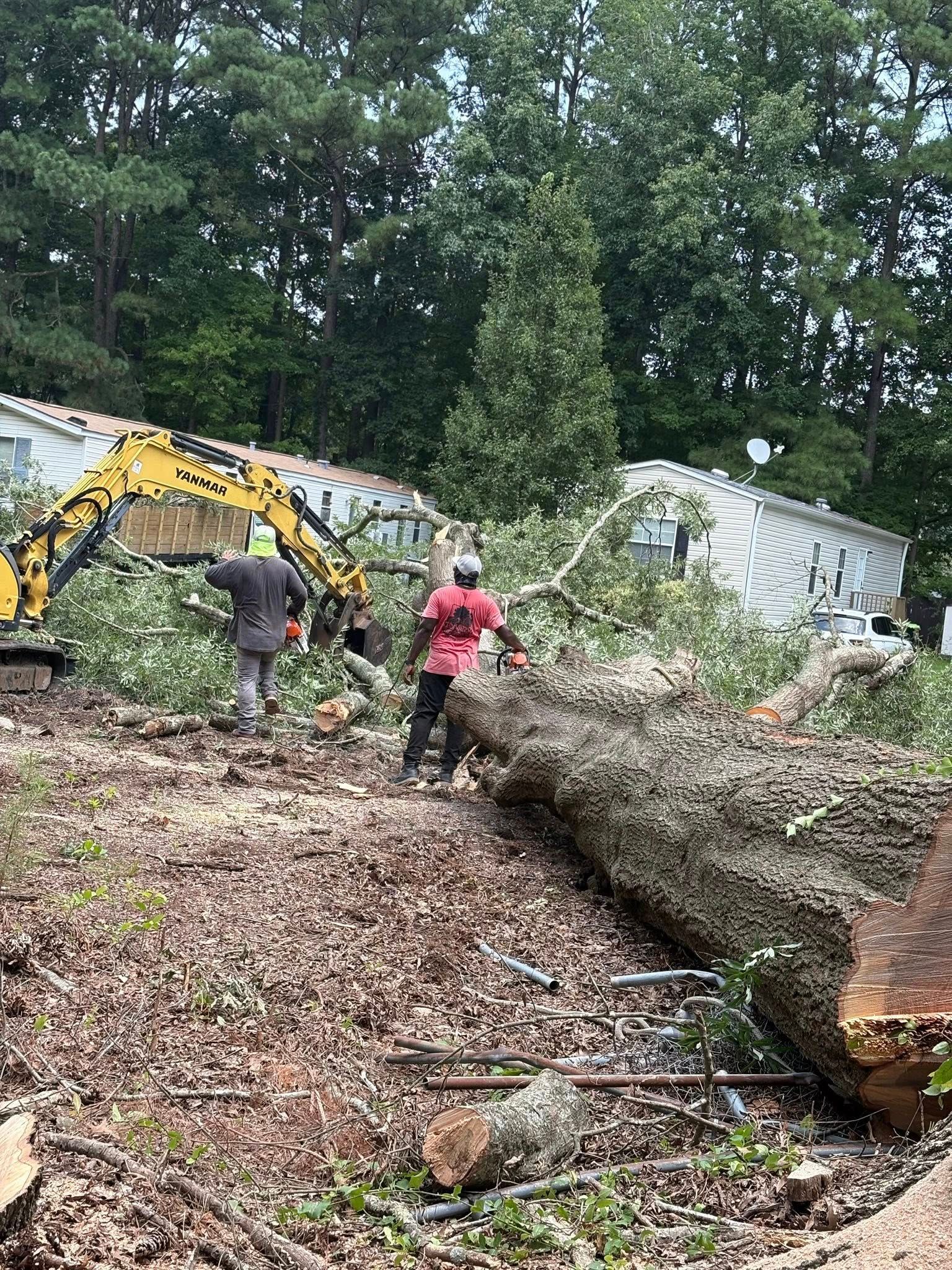  for Tidewater Tree Service in Chesapeake, VA