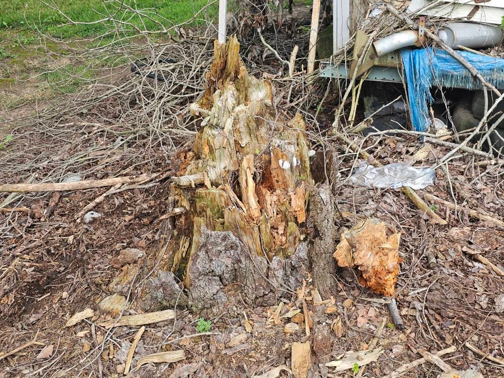  for I and R Stump Grinding in Thornville, OH