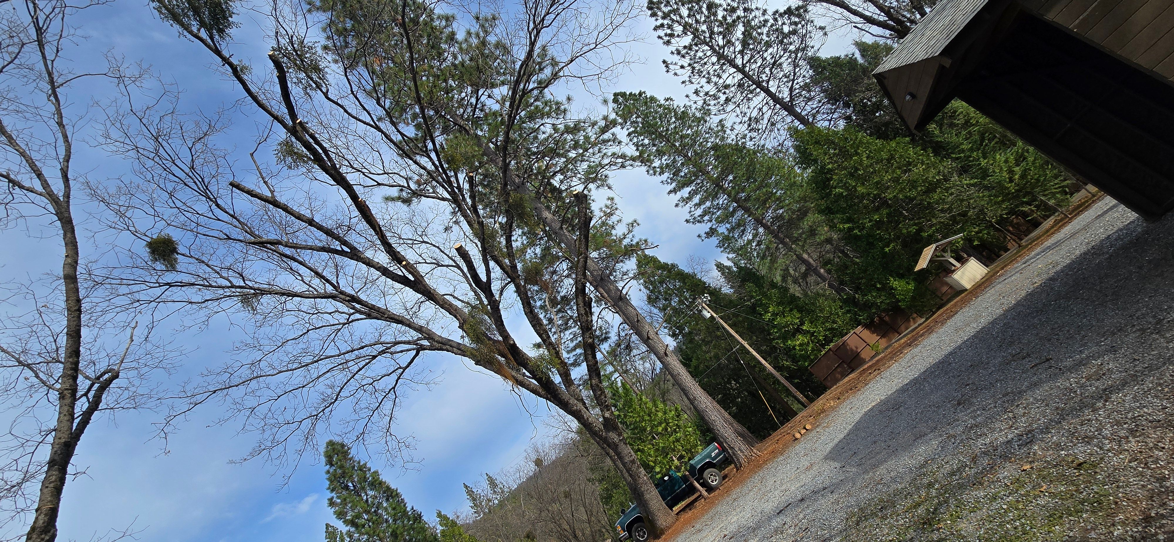  for George Staddan's Professional Tree Care in Placerville, CA