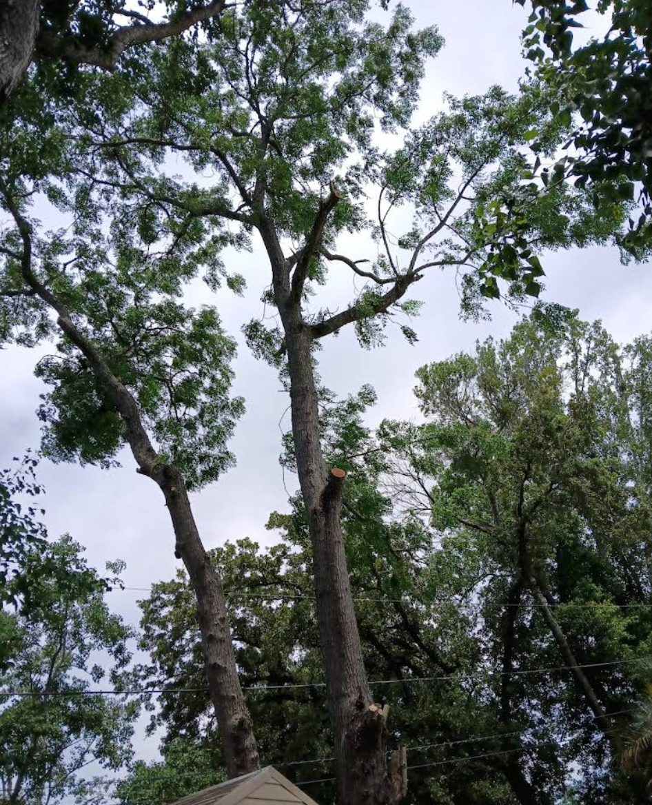  for Perfect Cut Lawn & Tree Care in Citrus Springs, FL