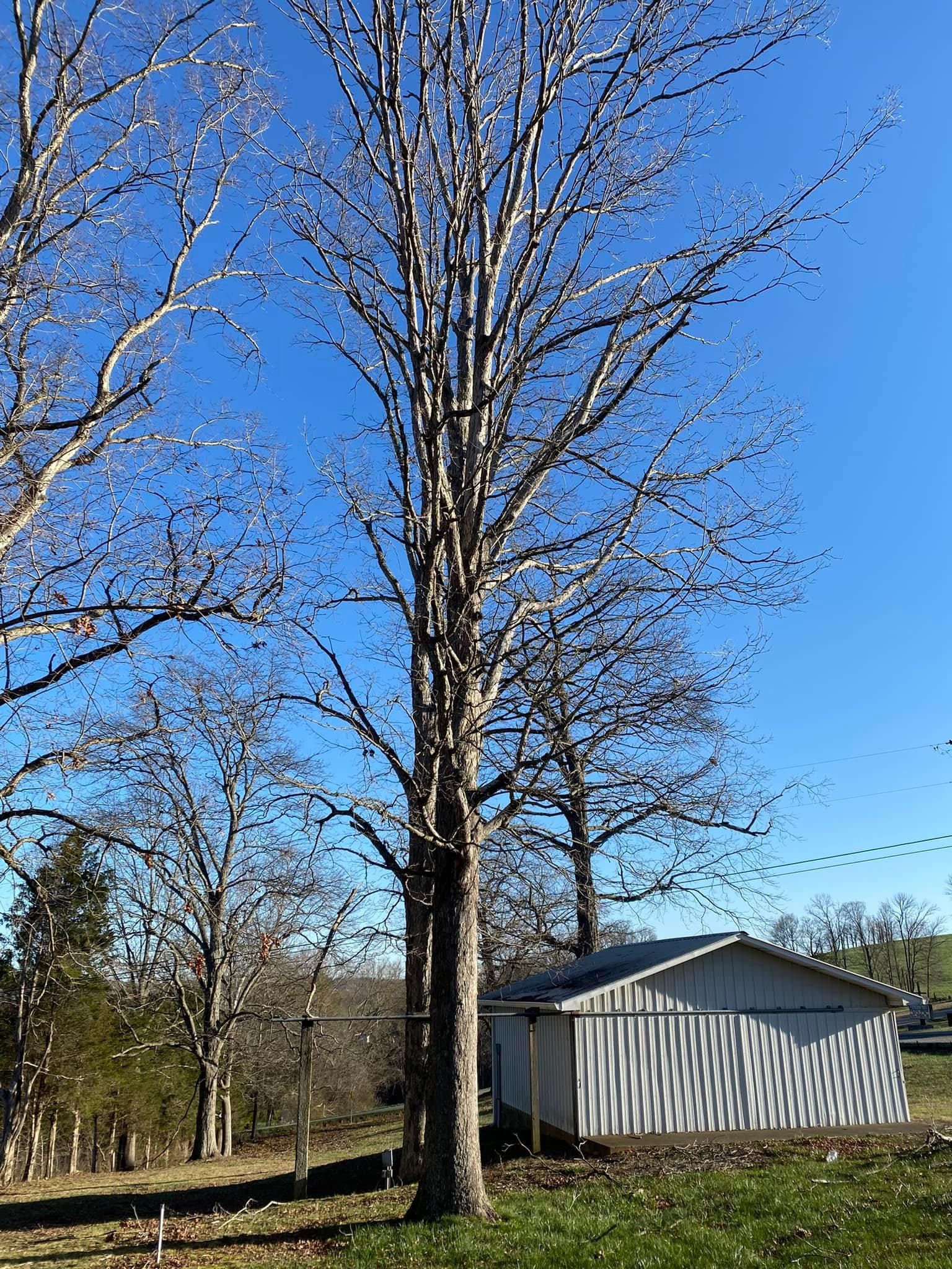 All Photos for Atwood’s Tree Care in Liberty,  KY