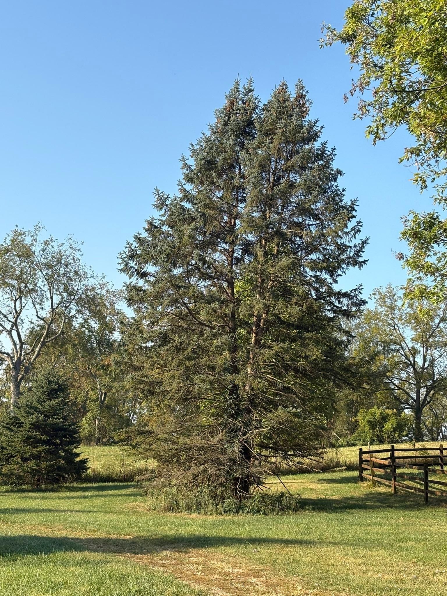  for Dig-It Tree Company in , 