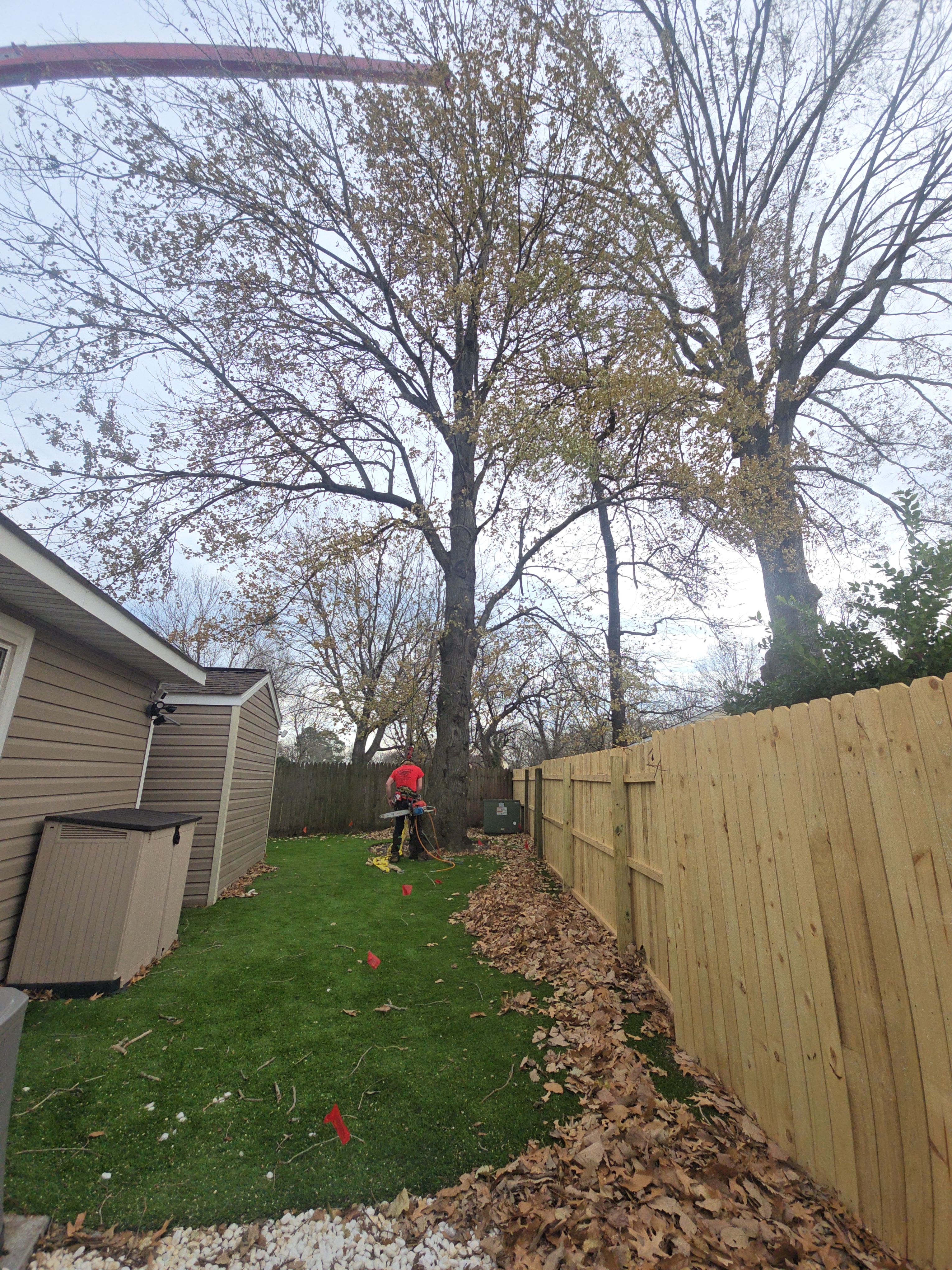  for Beach Tree Care in Virginia Beach, VA