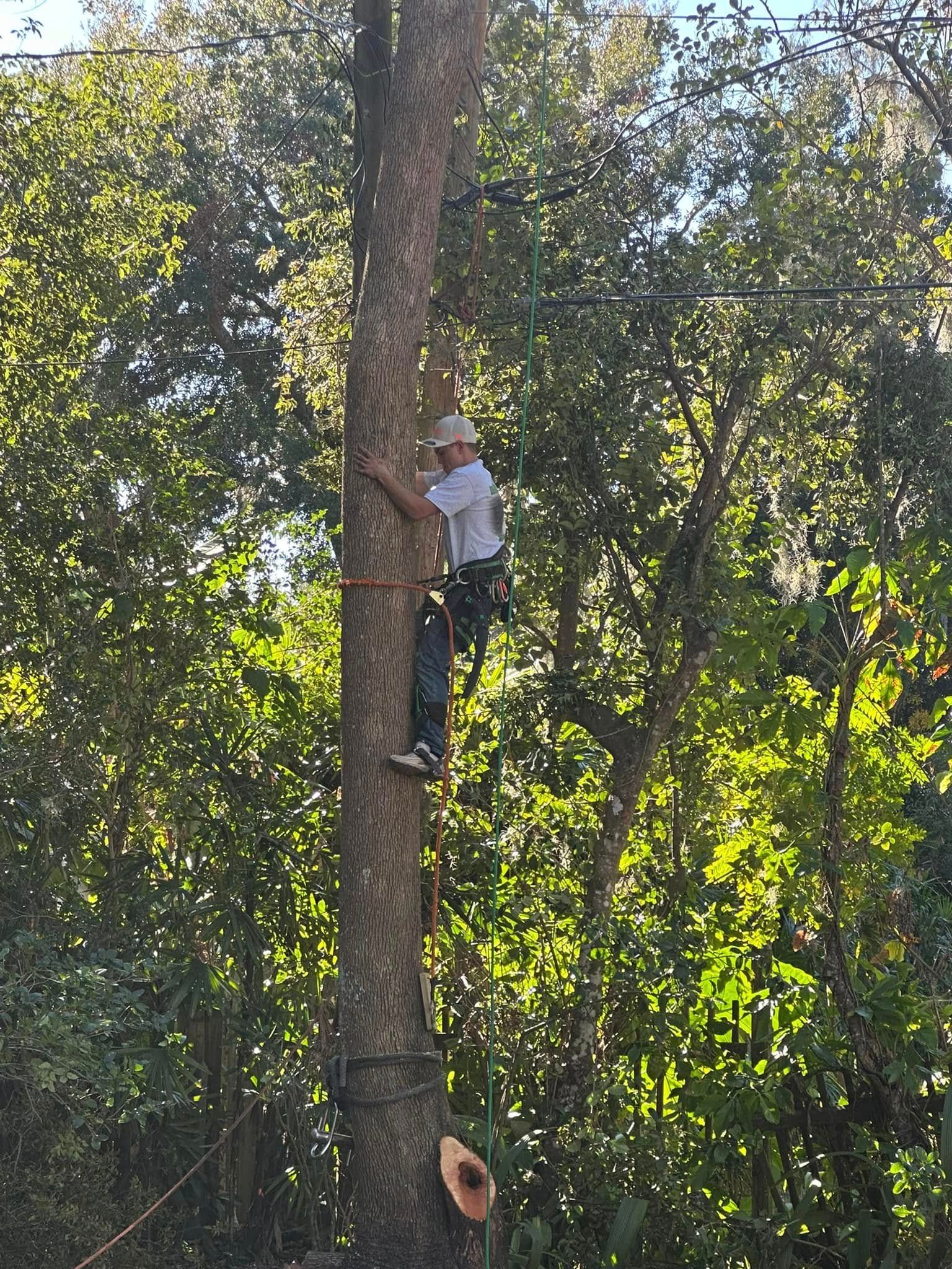  for Narrow Path Tree Service in Deland, FL