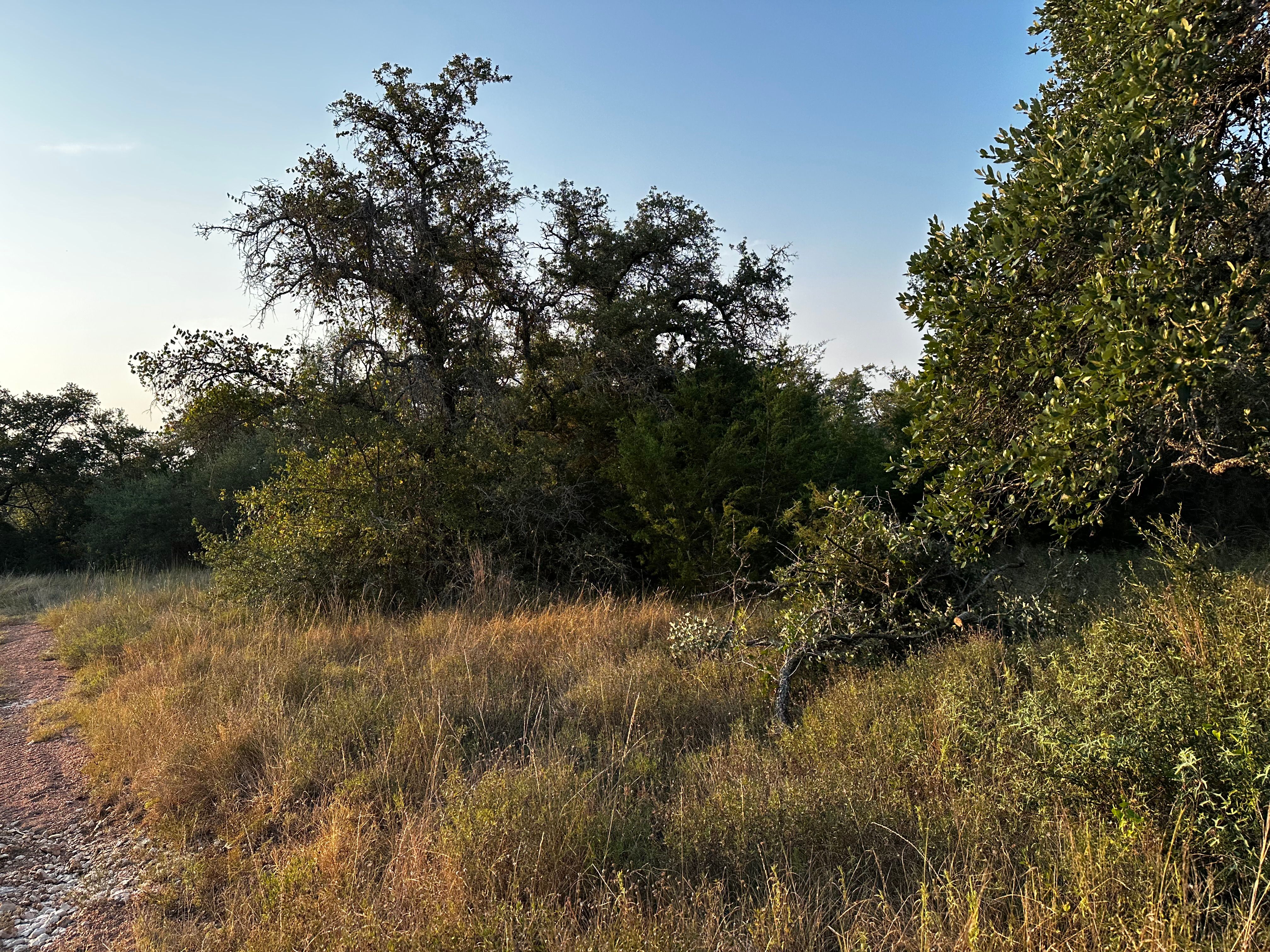  for 512 Land Clearing in Blanco County, TX
