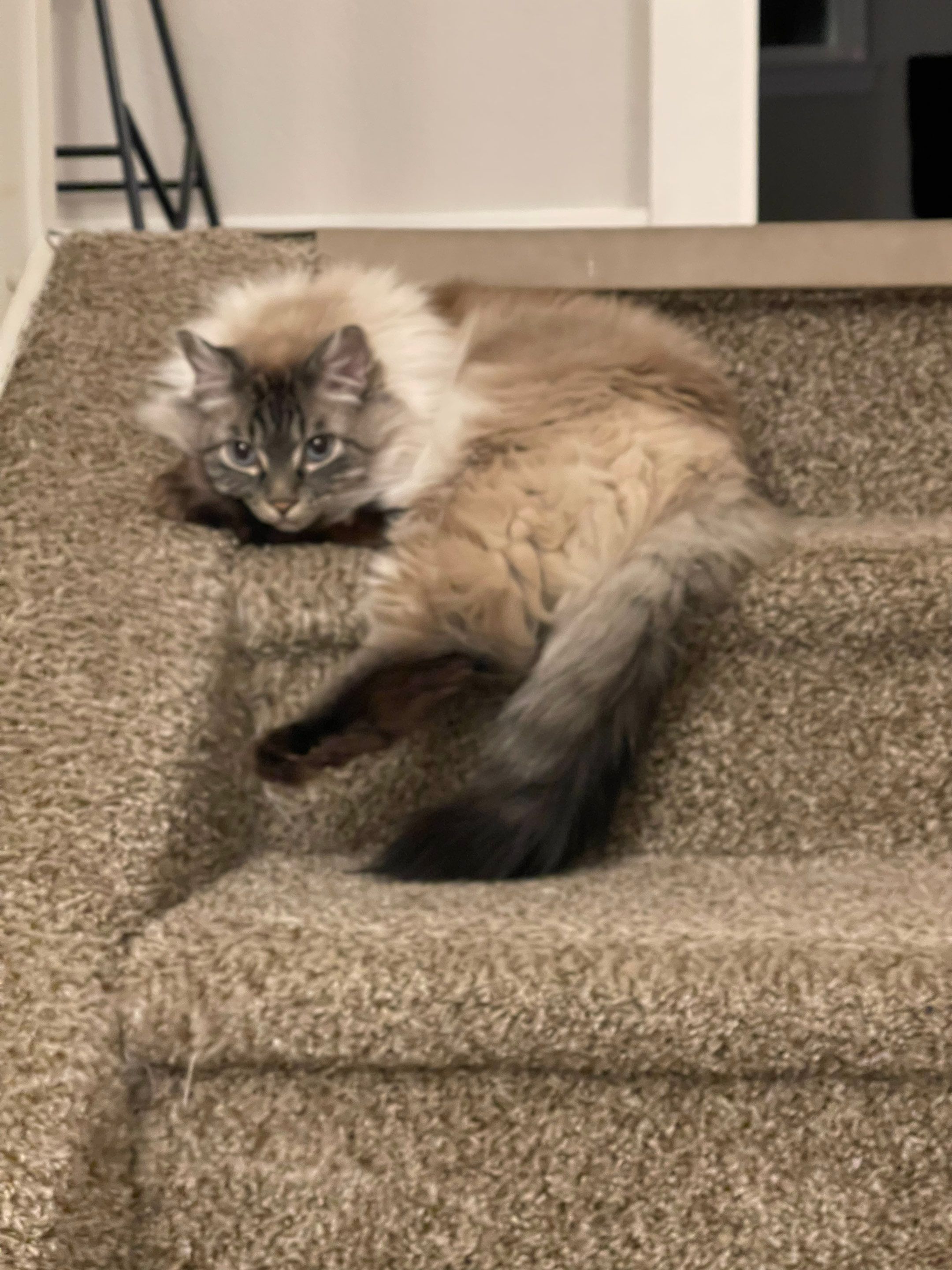 It's really about the pets we meet along the way... for Mr. Pipe Dreams LLC in Colorado Springs, CO