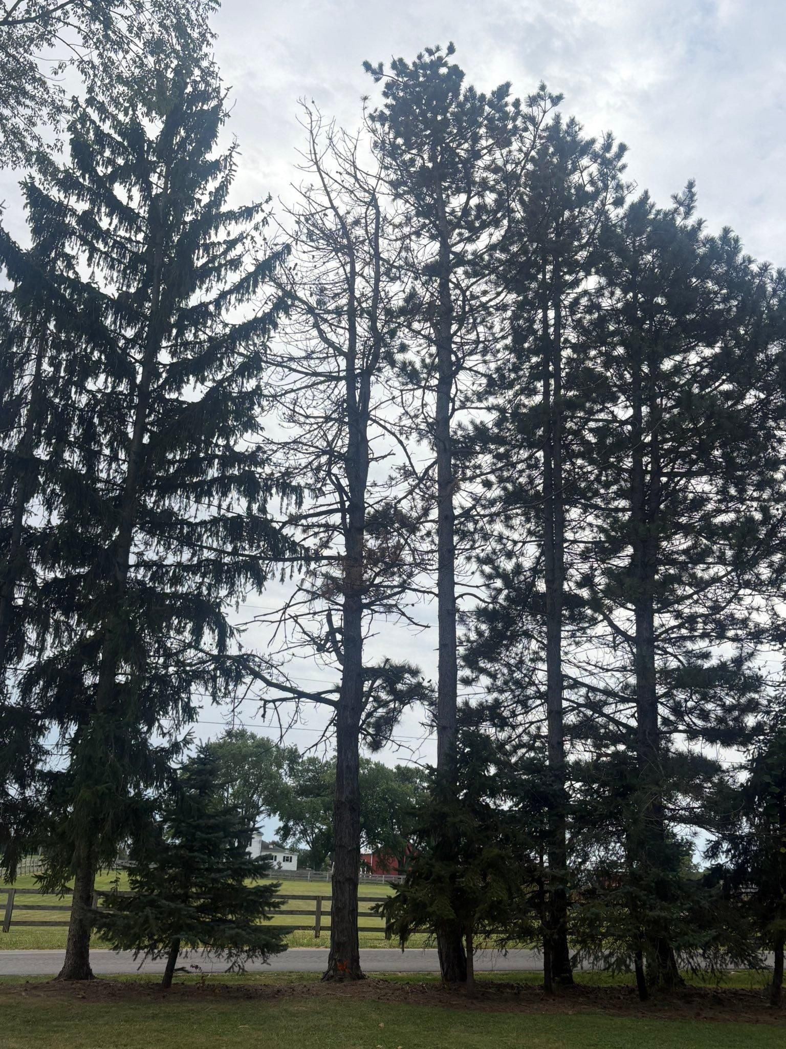  for Dig-It Tree Company in , 