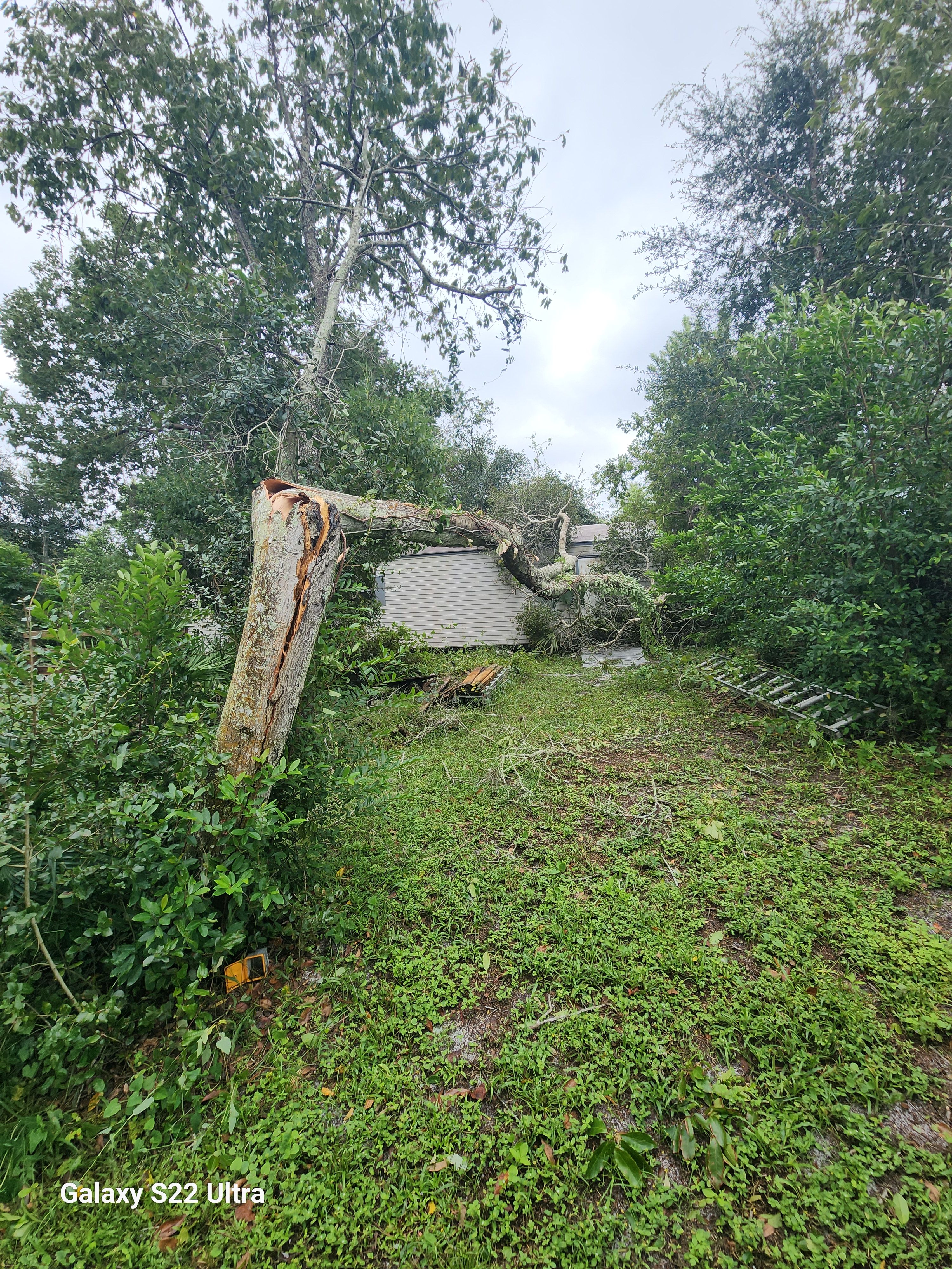 All Photos for Highlife Tree Care And Landscaping in Altamonte Springs, FL